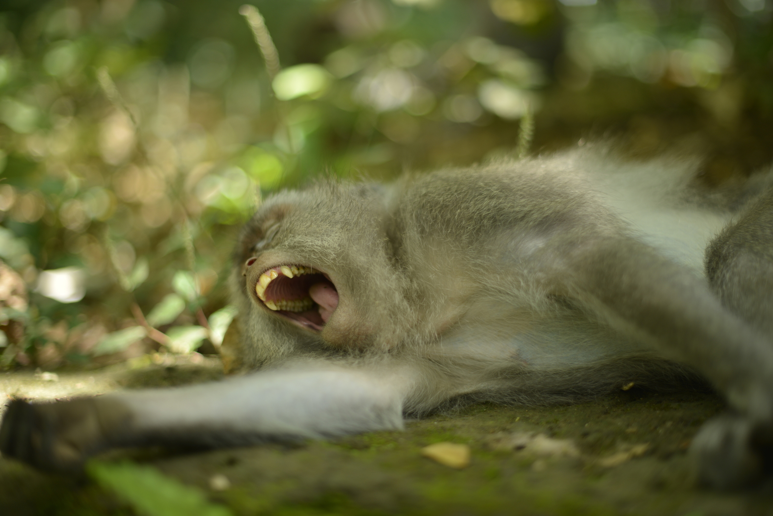 Бали. Наргиз Сулейманова - Фотограф в Азербайджане
