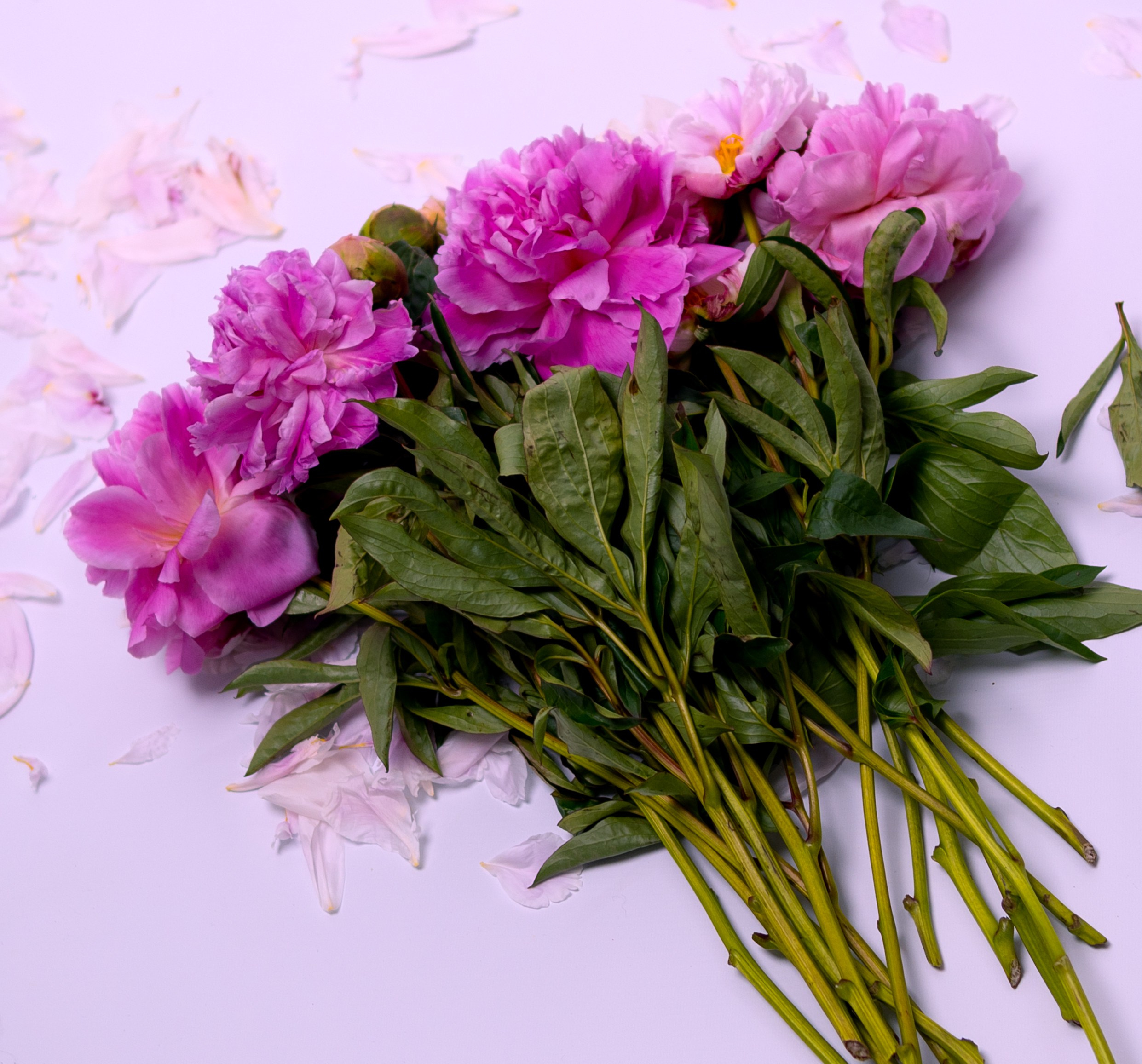 Julia. Women’s photographer in Coventry, UK. Boudoir and portraits are my focus; I also capture couples, mini weddings, maternity & newborns