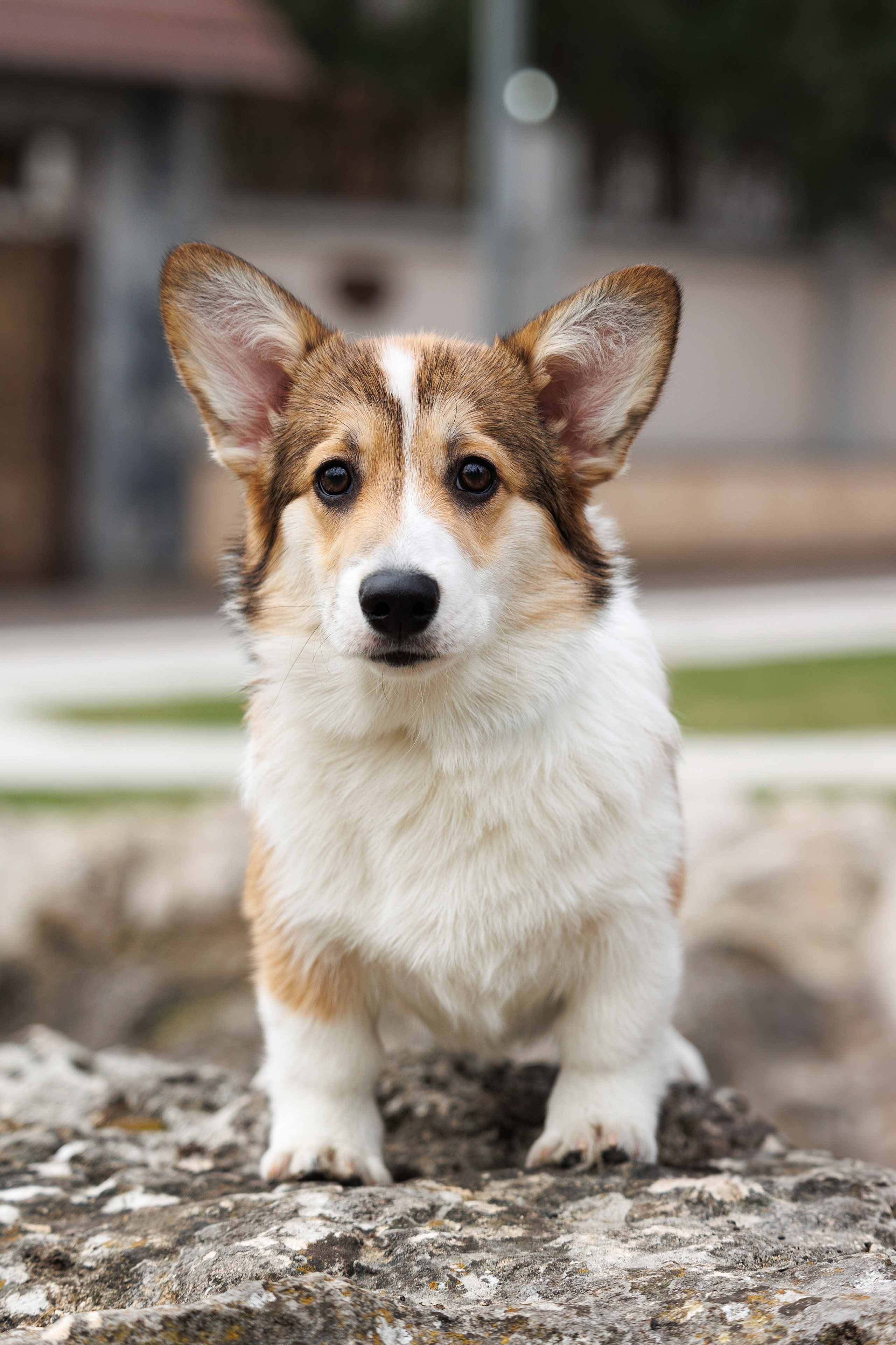 Welsh Corgi puppies. Семейный фотограф в Кишинёве Пулькина Ольга