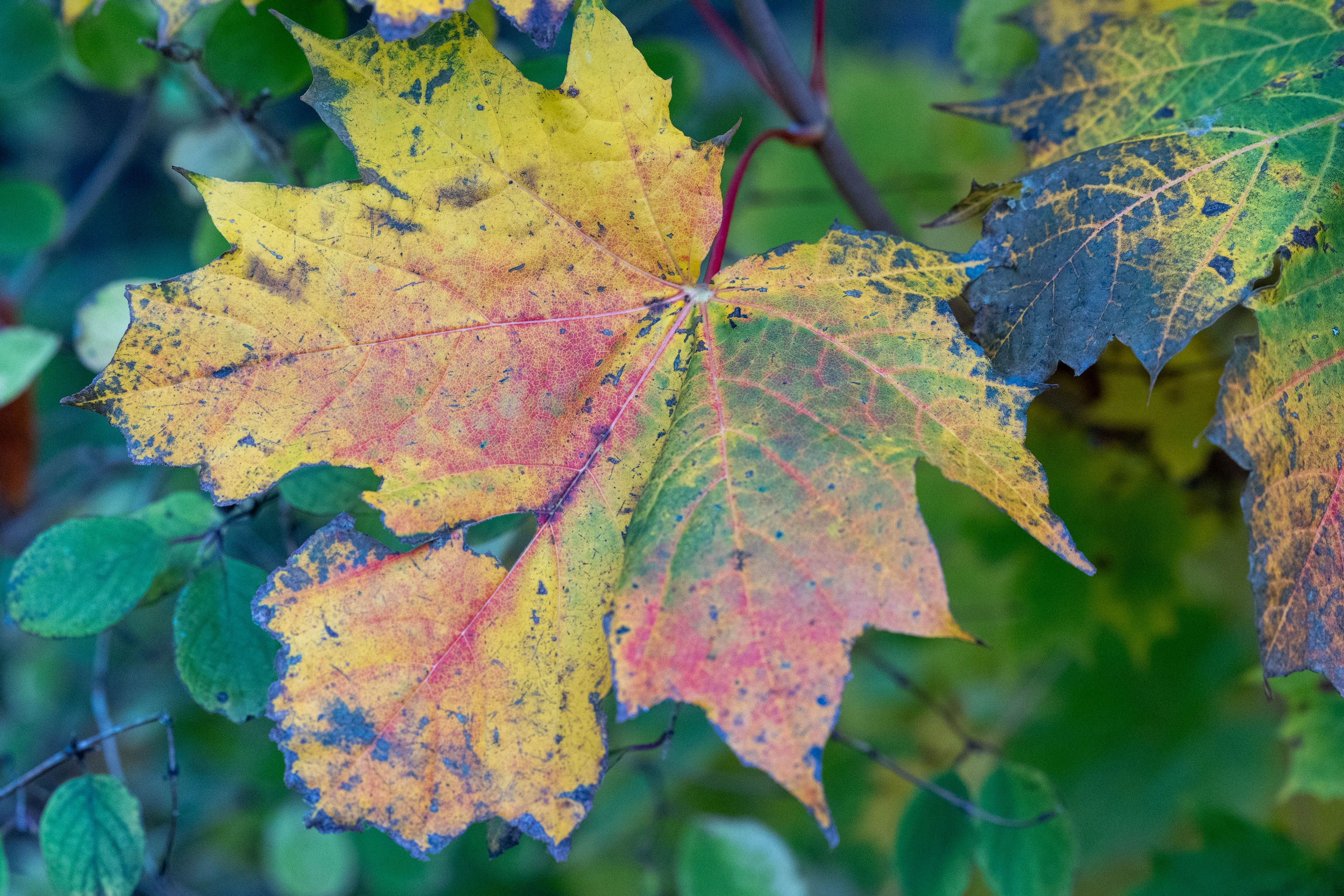 Efterår. Fotograf Aarhus | Portrætfoto Århus | Flotte billeder