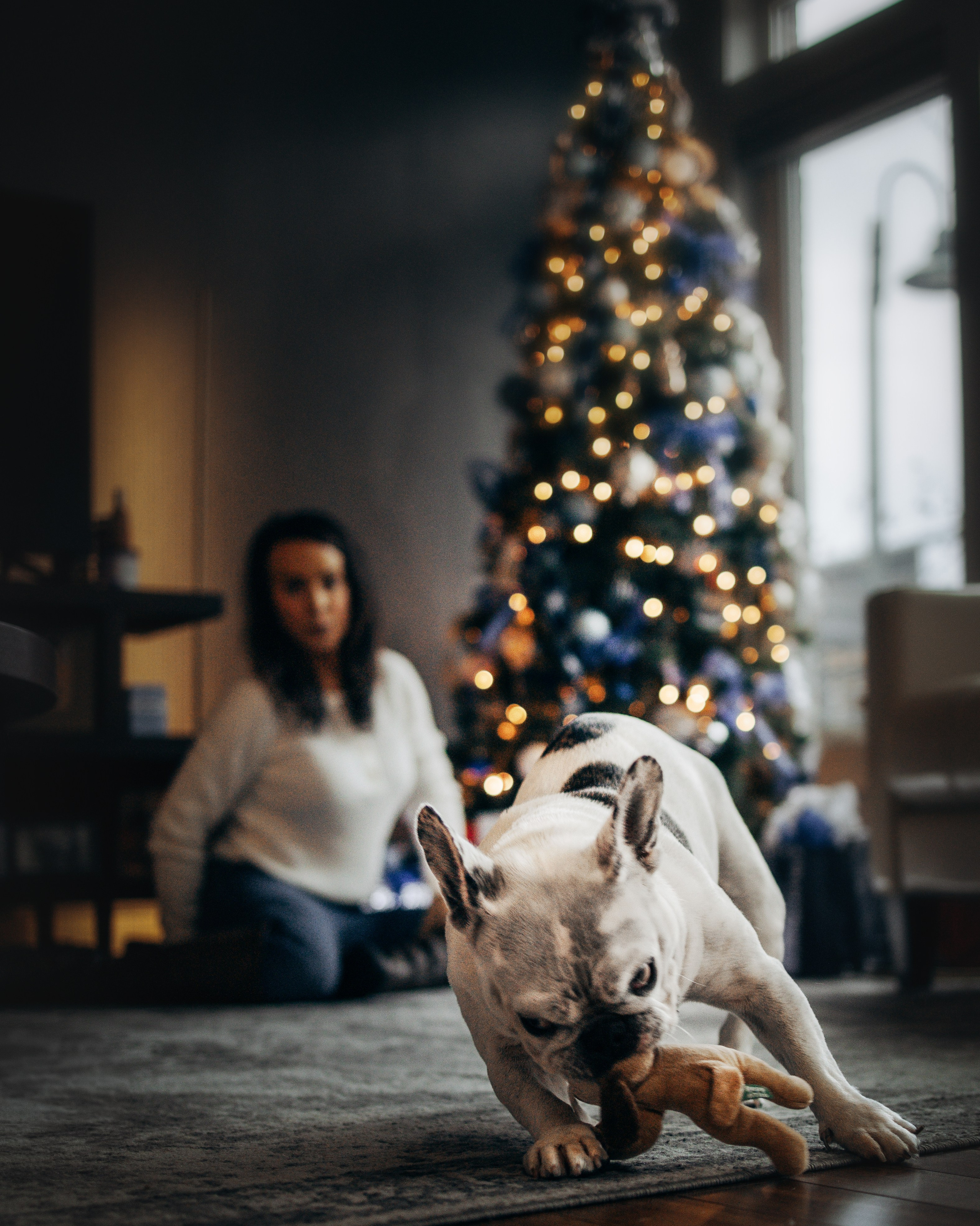 Pearl & Melanie. Pet Photographer Viktoriya Aleshenko