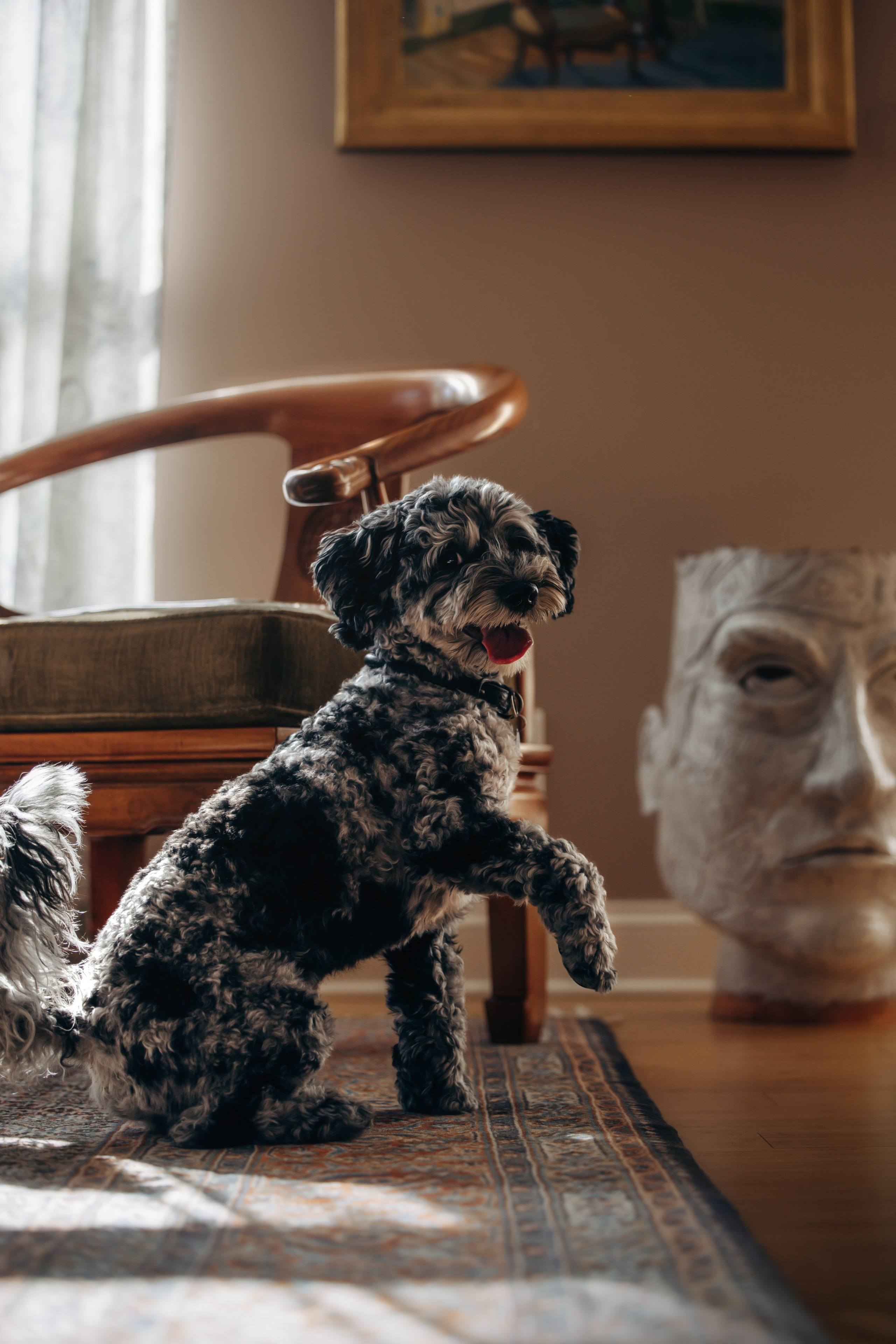 Ace. Pet Photographer Viktoriya Aleshenko