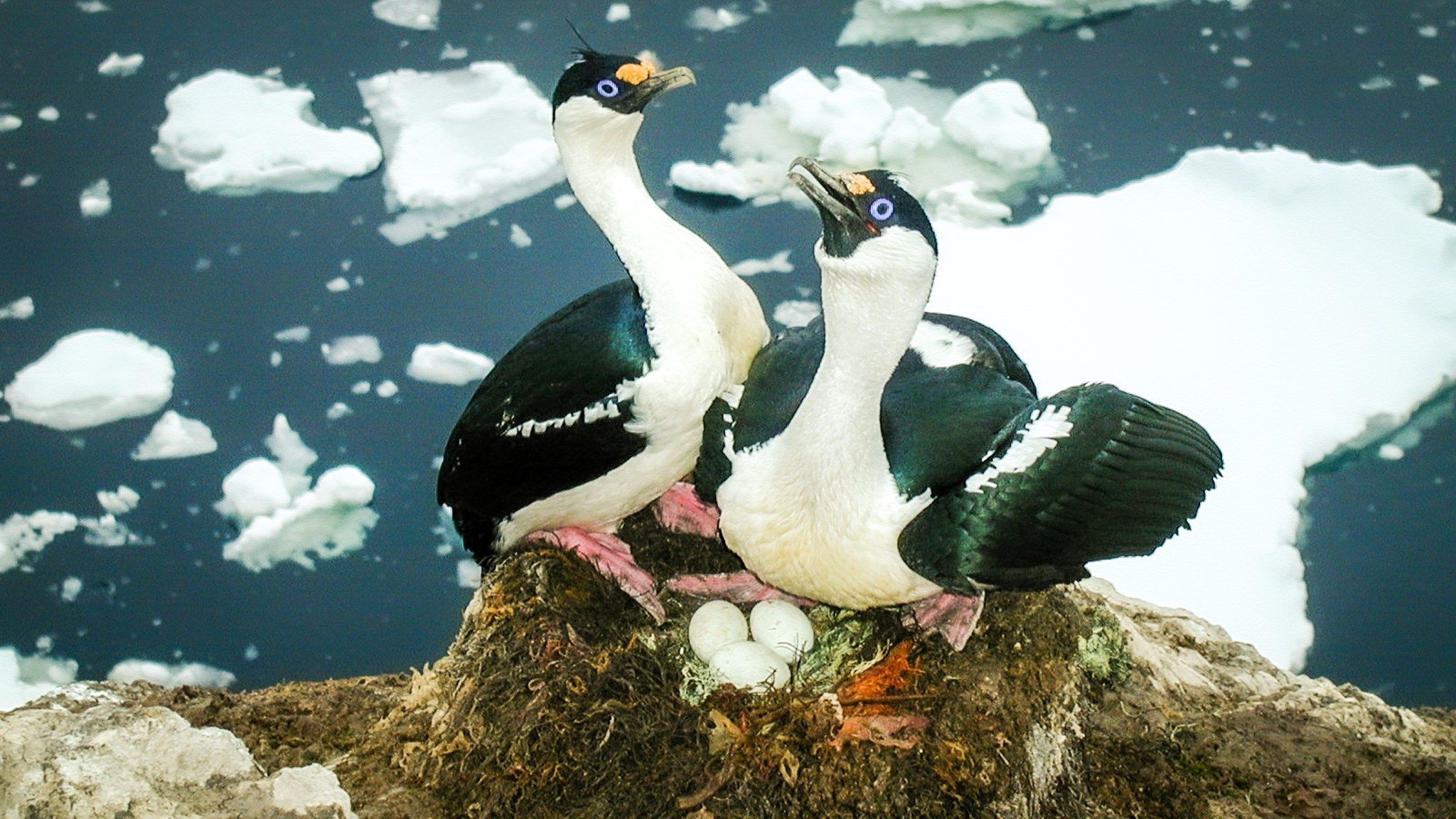 ANTARCTICA / 2004. Reportage concert portrait photography in the San Francisco Bay Area