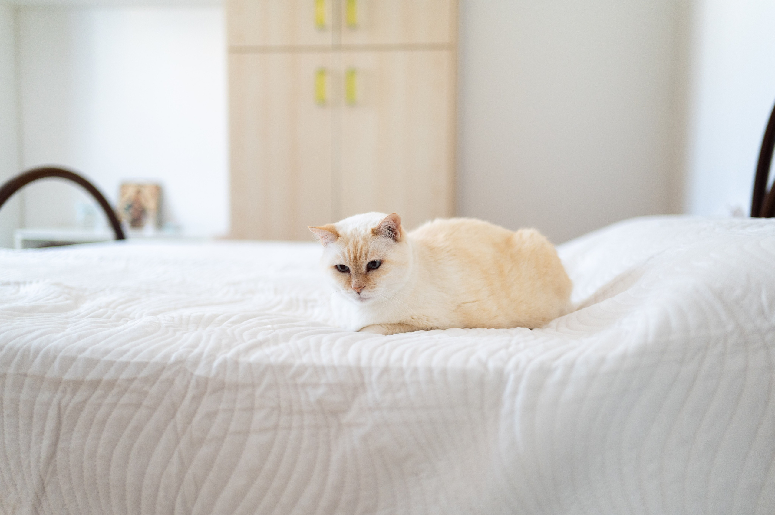 Wedding Cristian & Georgiana. Daniel Rotaru Photography