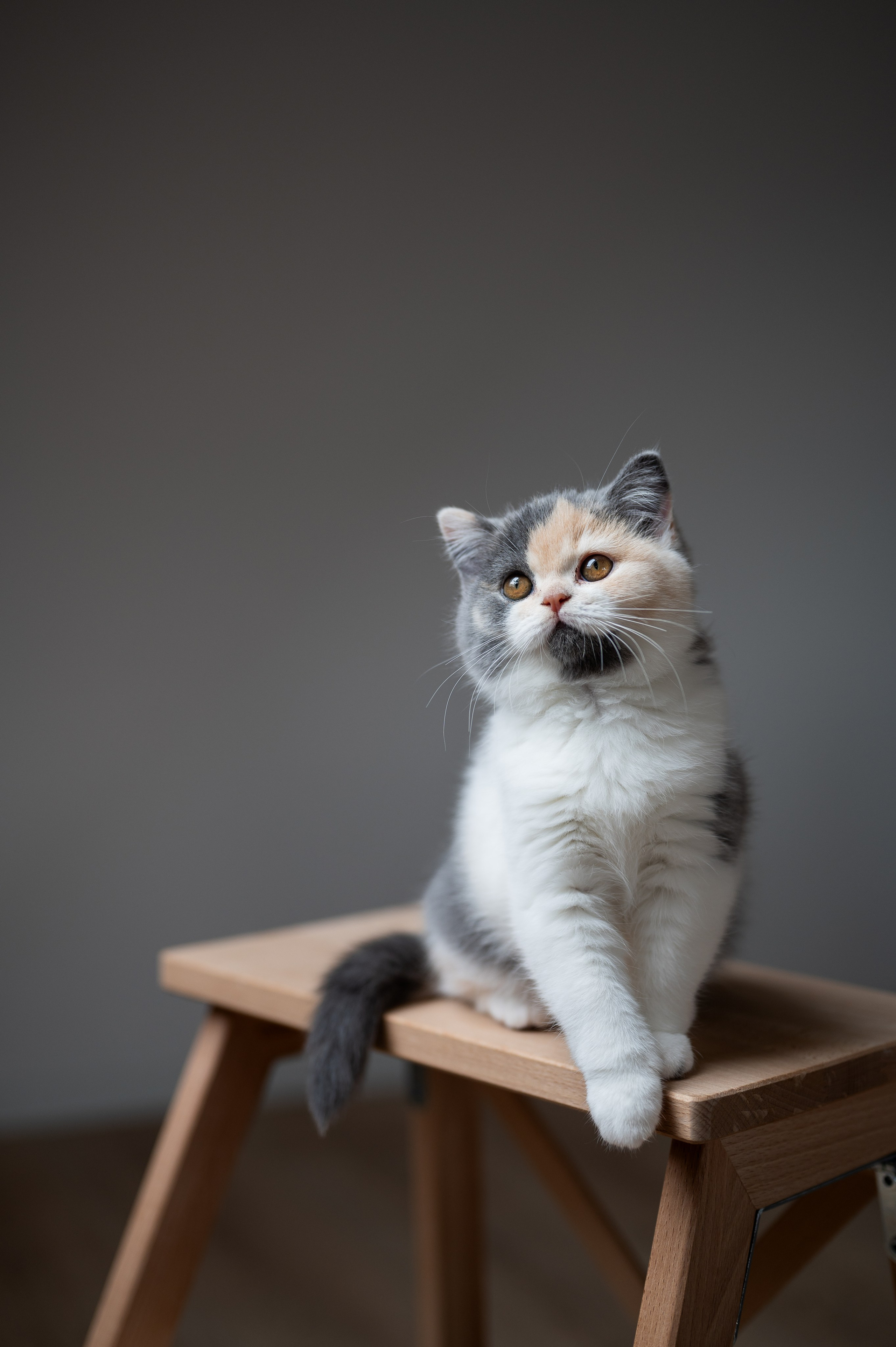 Kätzchen. Tierfotografie und Familienfotografie in der Hallertau