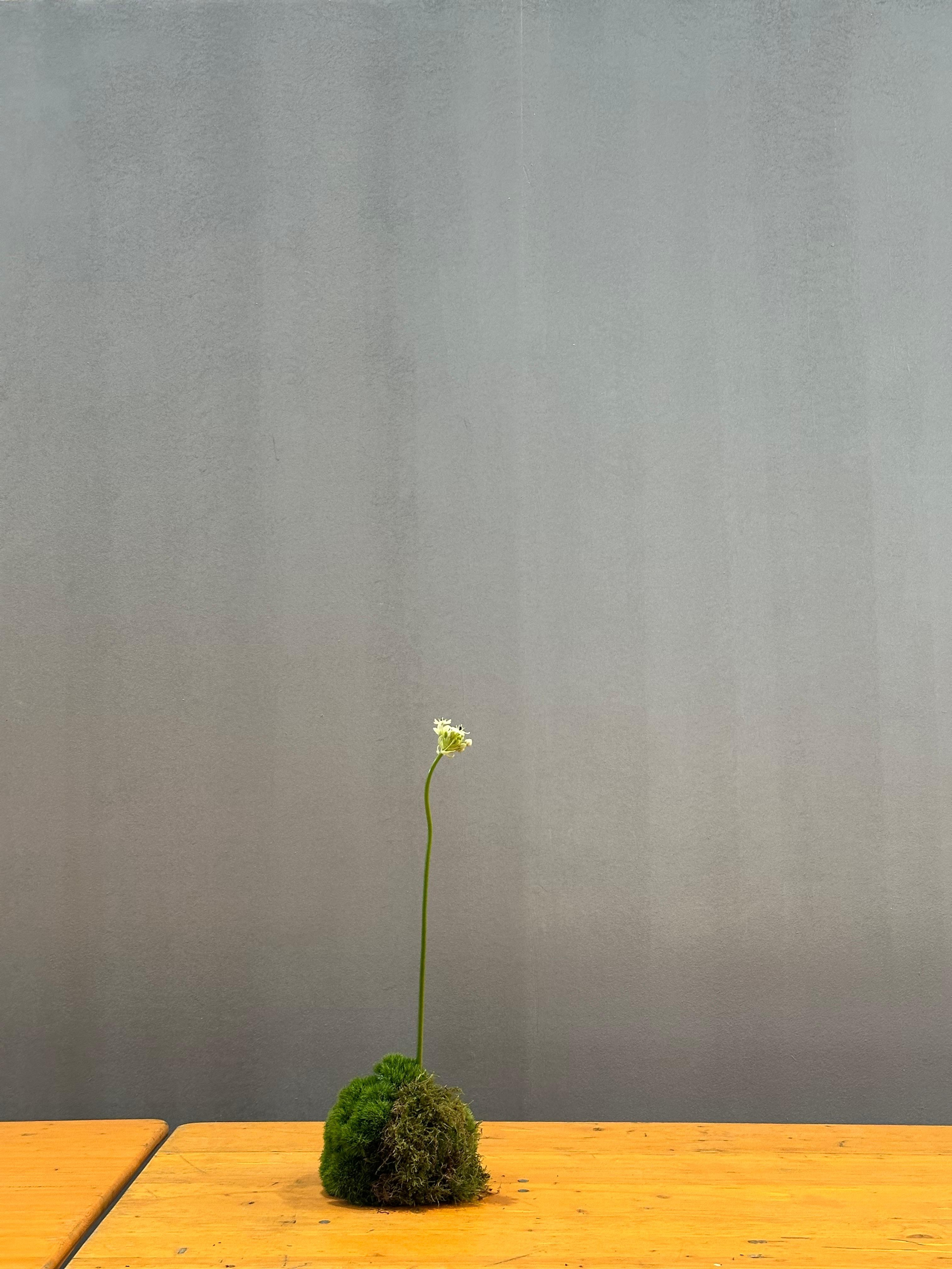 PICNIC.LAB for Tiberi Club en SWAB Barcelona 2025