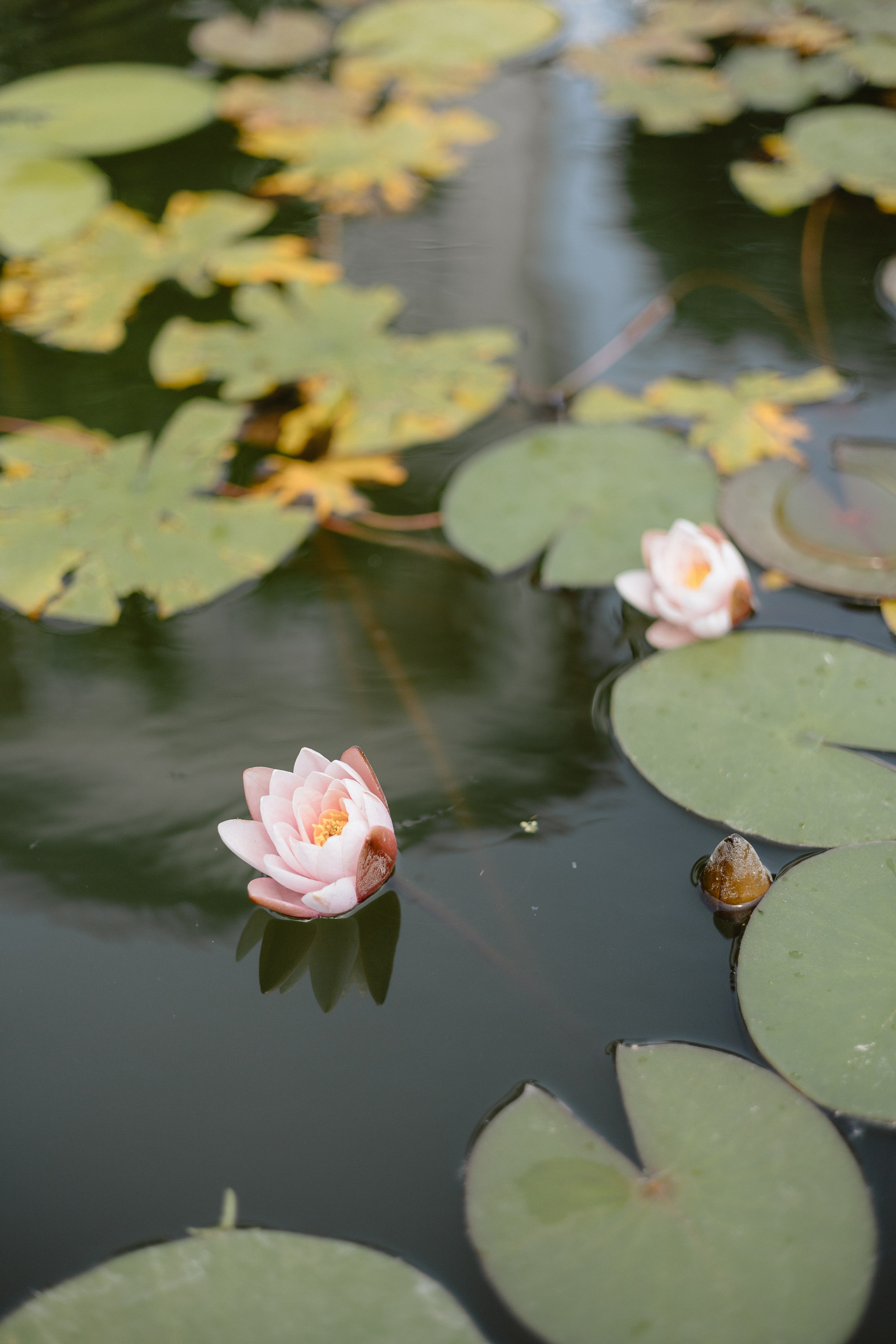 Nino & Giorgi. Photographer Anna Nazarenko