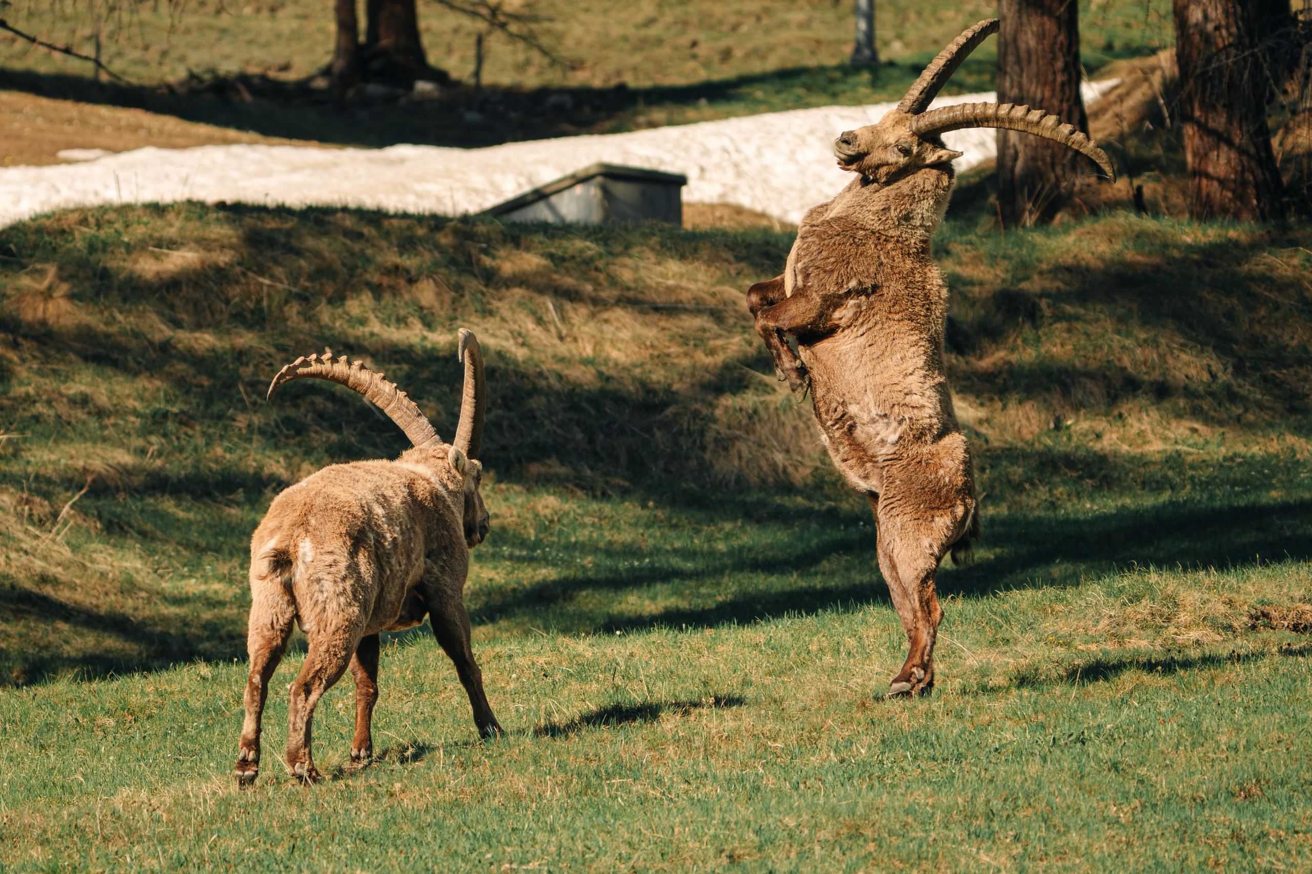 Capricorns in Pontresina. Lutsenko Visuals — Photography & Visual Content
