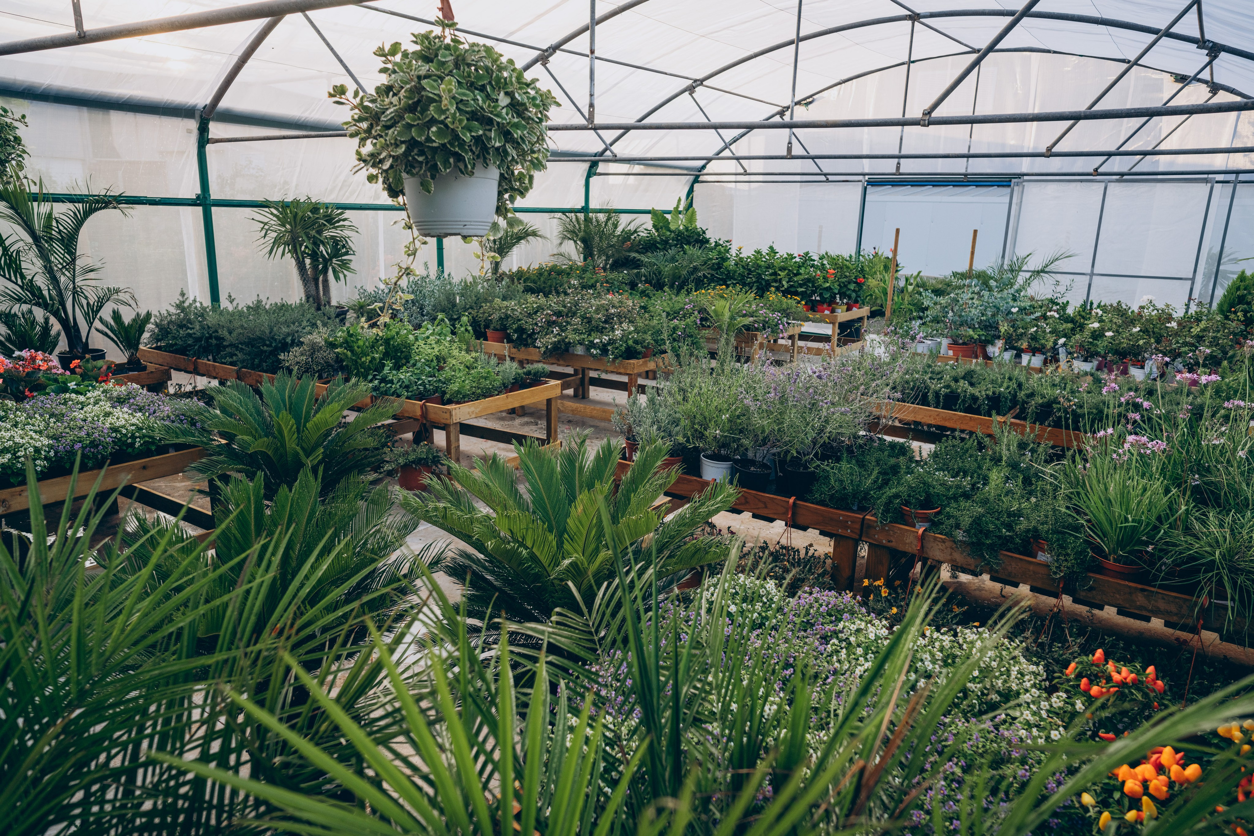Centro Jardin. Photographer in Mallorca