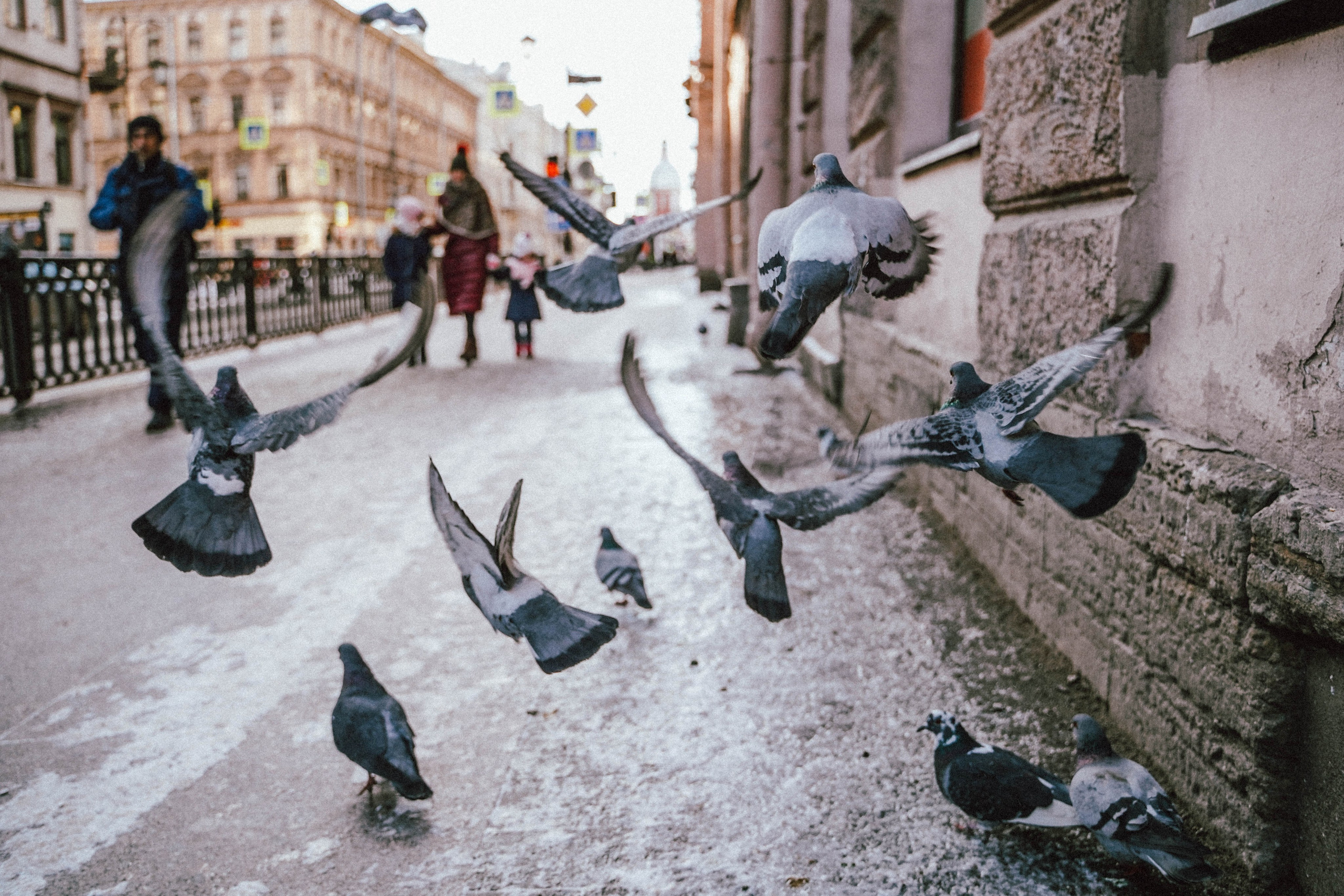 Пернатый психоз. Стрит-фотография, полная абсурда, идиотизма и красоты