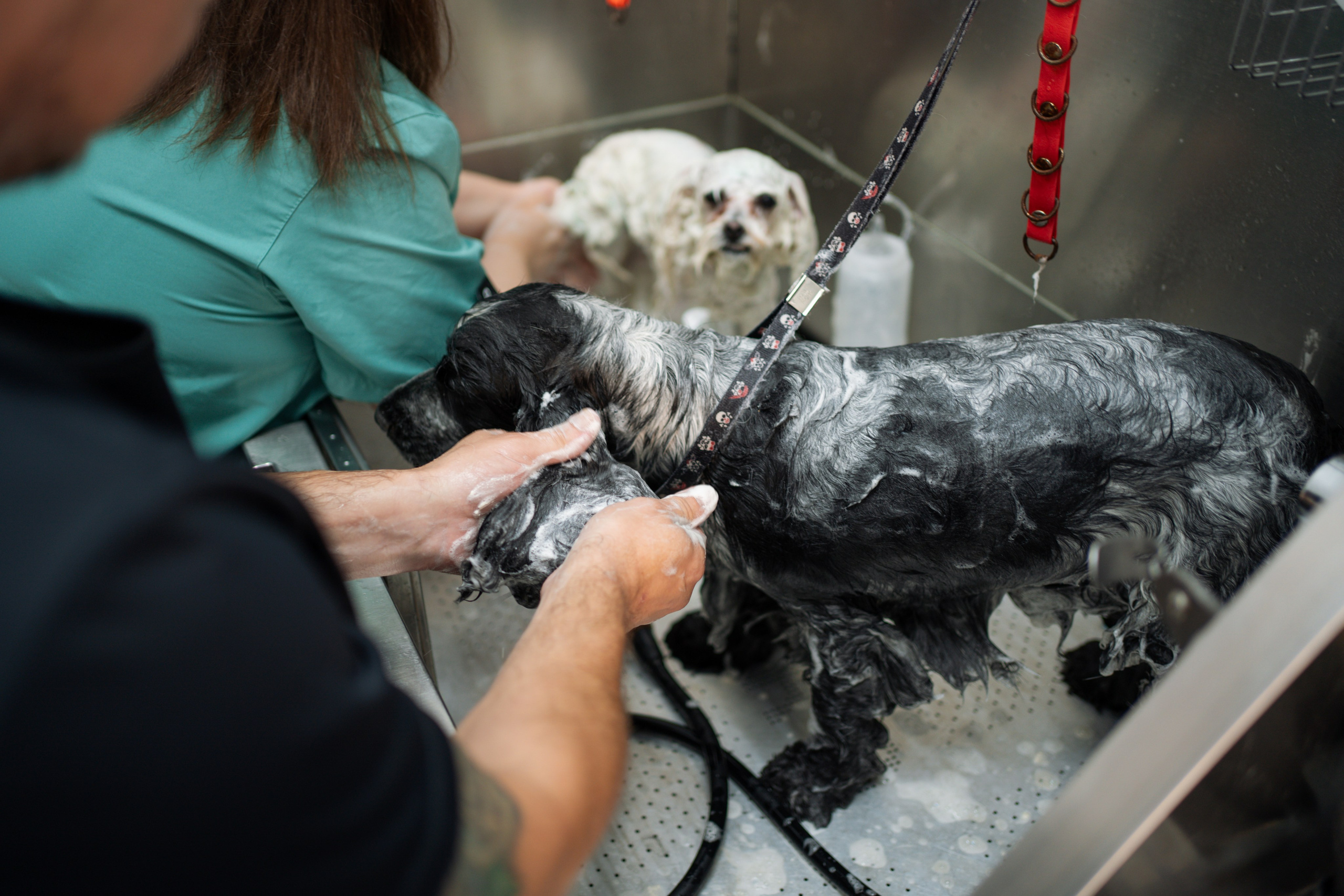 PetGroom Timisoara. Cozac Cristian Photographer