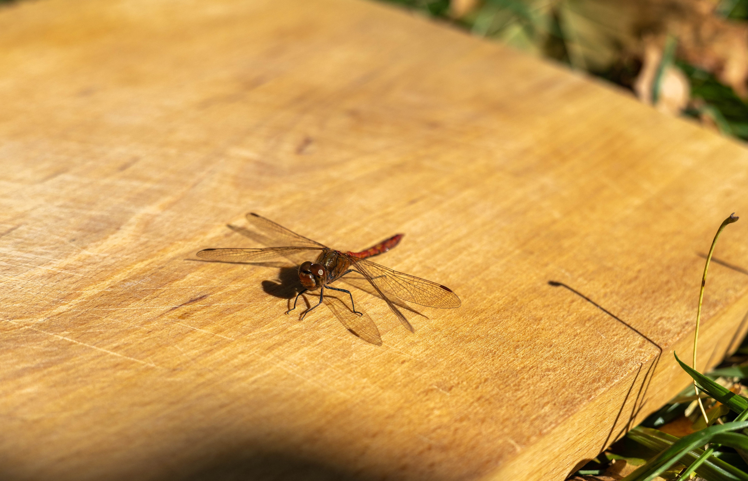 Летом стрекоза