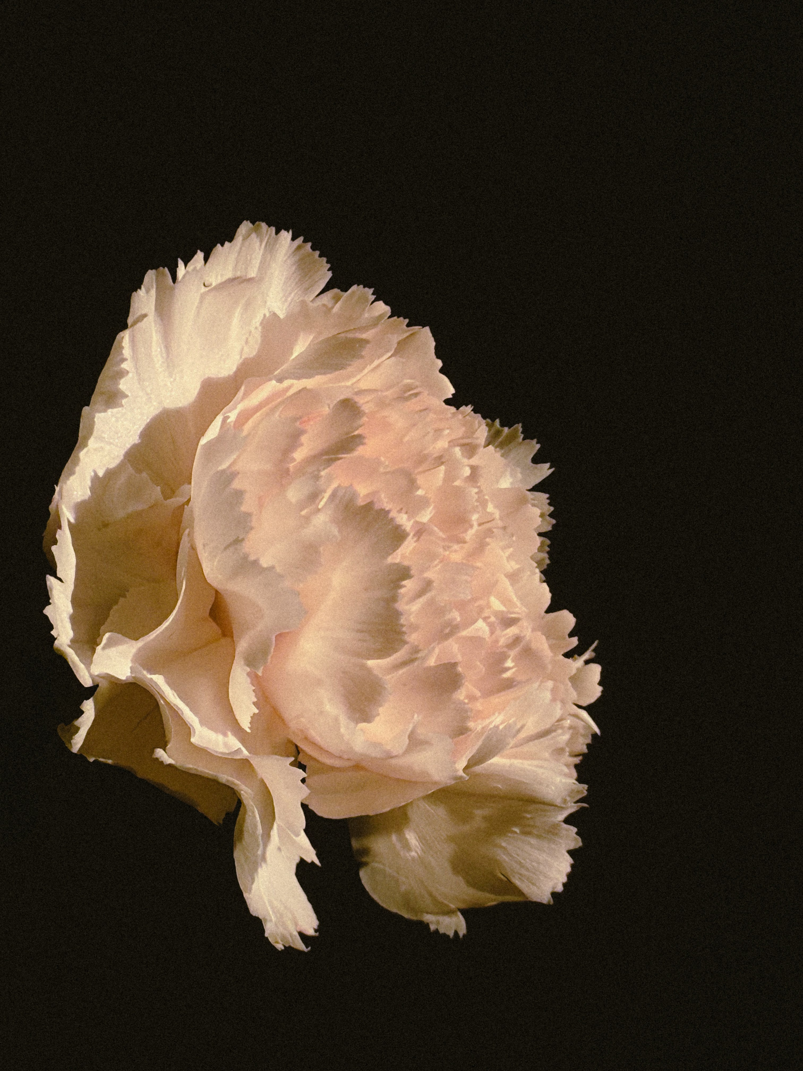 Мобильная съемка. Анастасия Еремина | Фотограф в Сербии | Персональные и бизнес-фотосессии в Белграде и Нови Саде