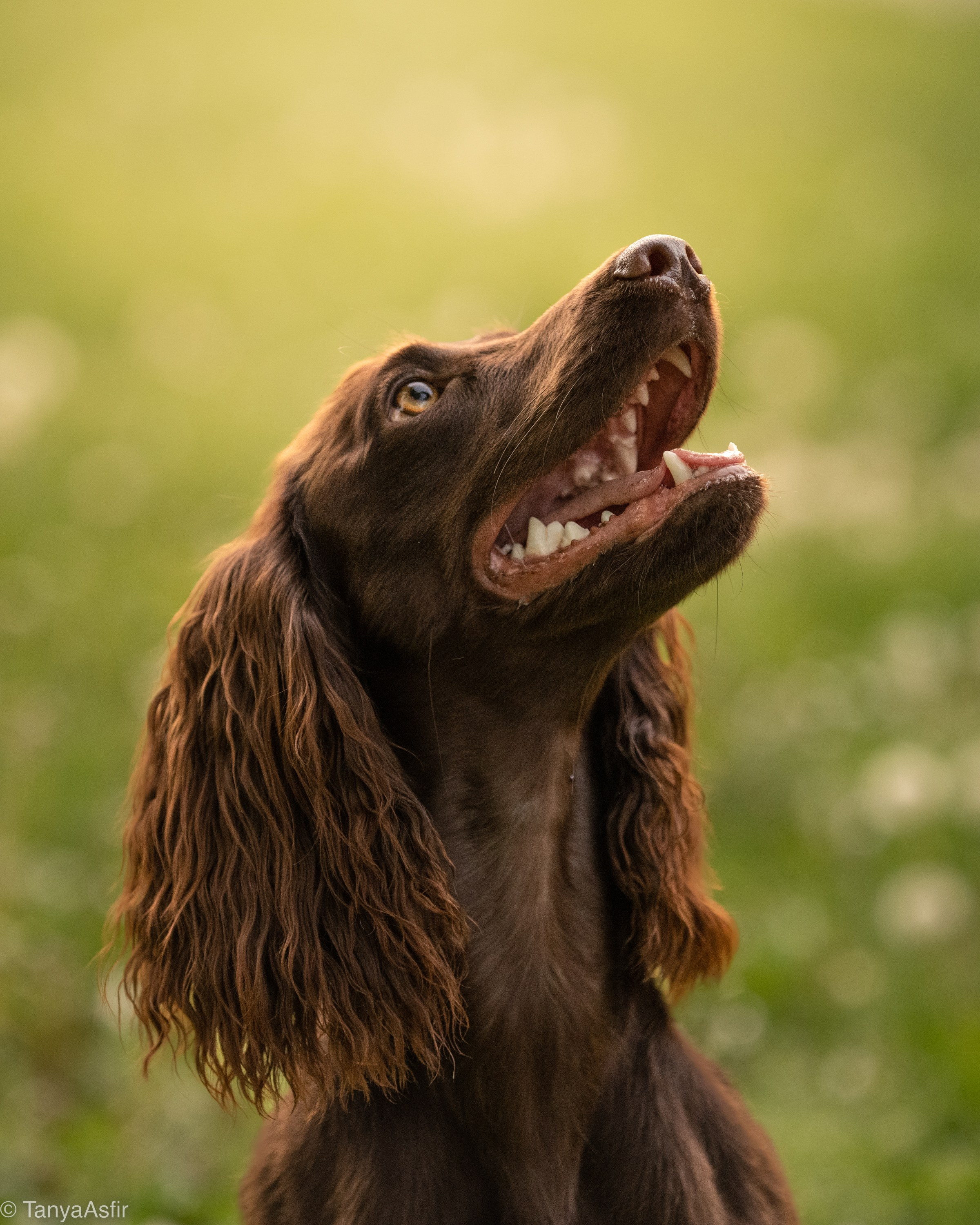 Outdoor Pet Photography by Tanya Asfir, Belgrade. Tanya Asfir — Pet & Animal Photographer | Belgrade, Serbia