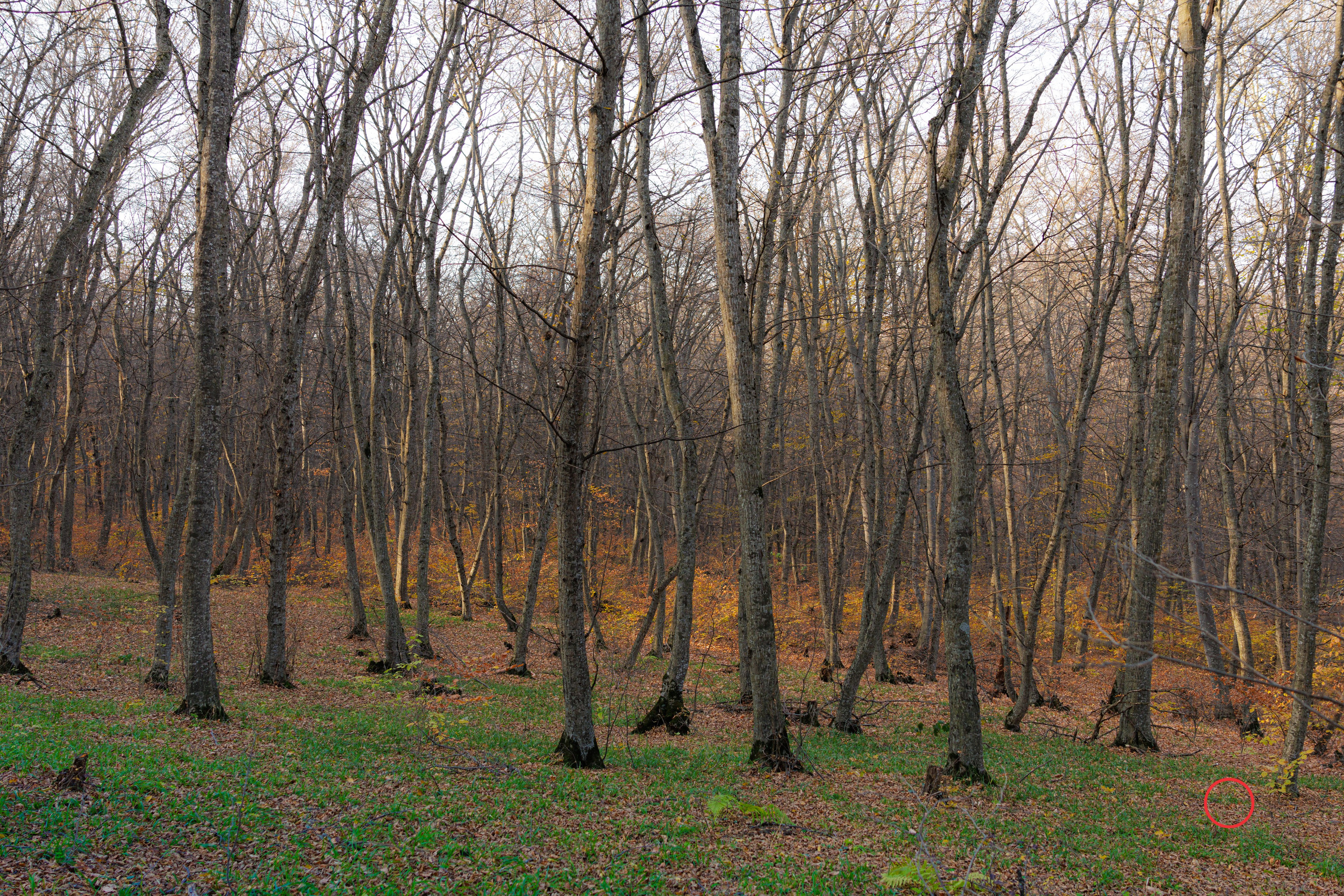 ტყე შემოდგომისა. FramefreeMan