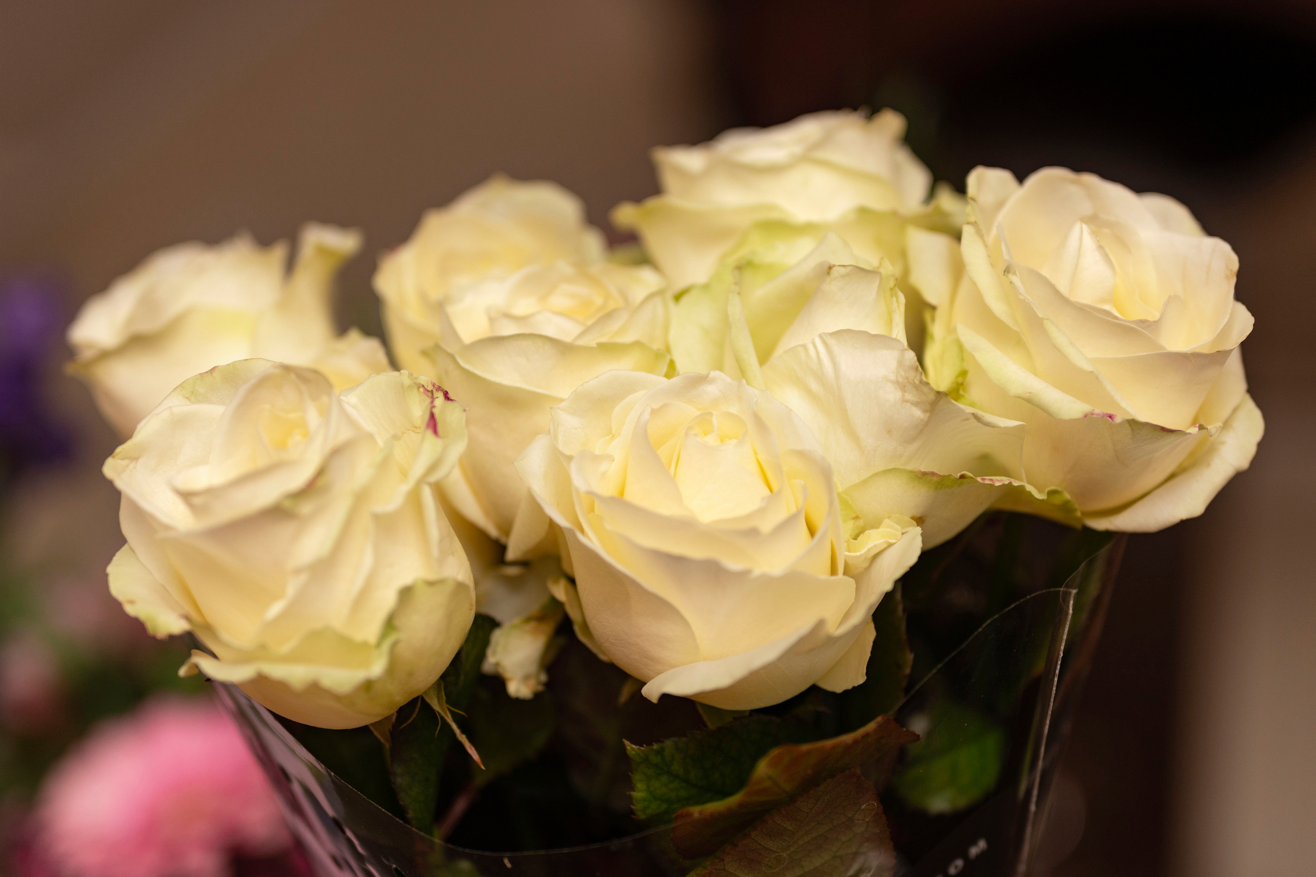 Праздники…. Анна Григьян — фотограф ретушёр в Даугавпилсе (Латвия)