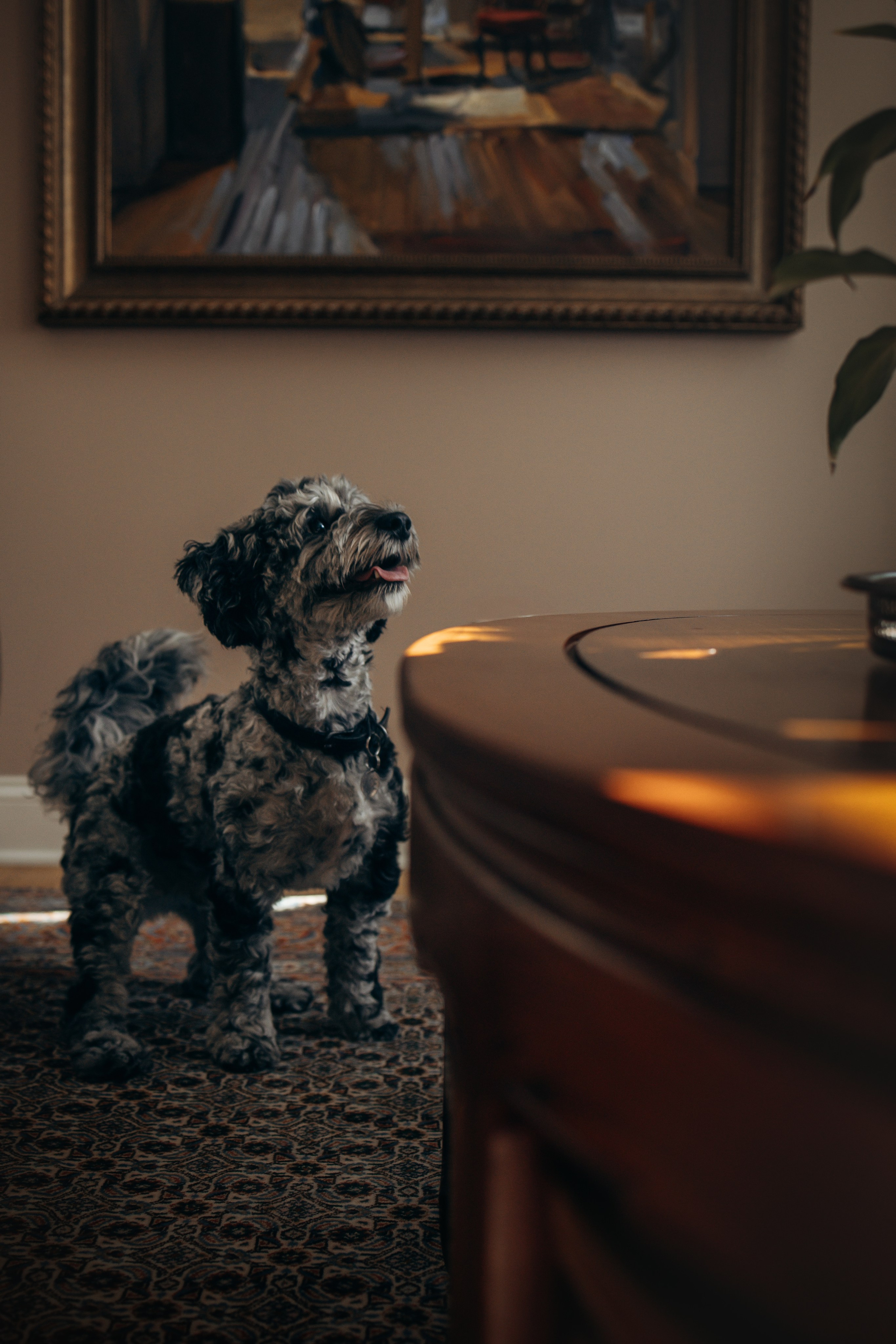 Ace. Pet Photographer Viktoriya Aleshenko