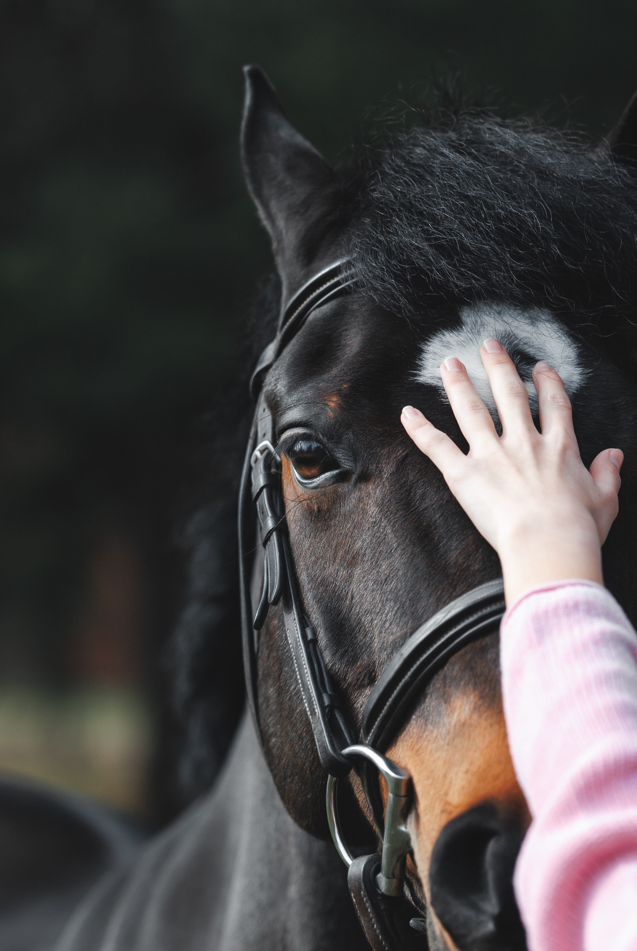 Whiskey & Ava. Pet Photographer Viktoriya Aleshenko