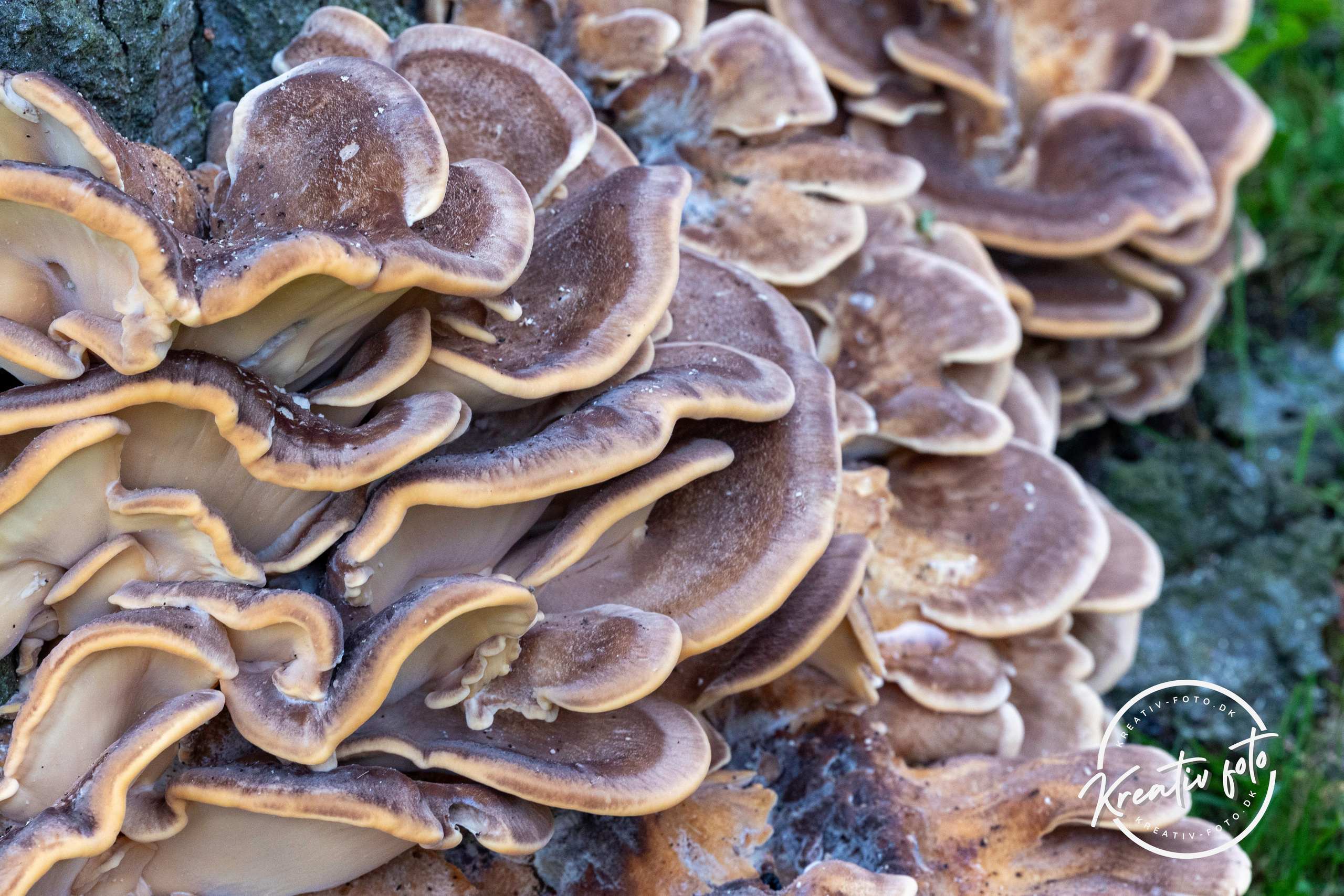 Efterår. Fotograf Aarhus | Portrætfoto Århus | Flotte billeder