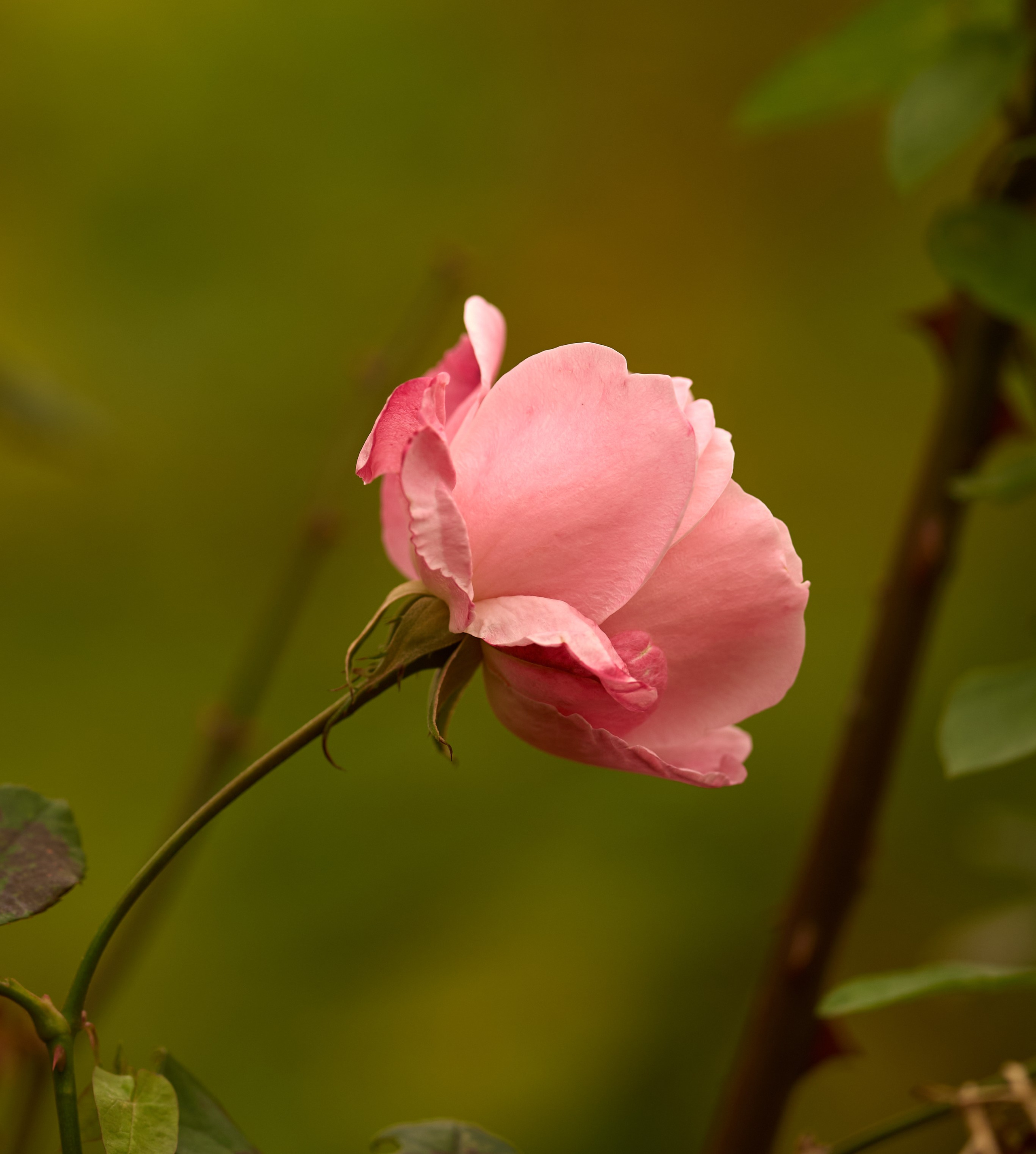 Природа. Photographer Нелли Биева
