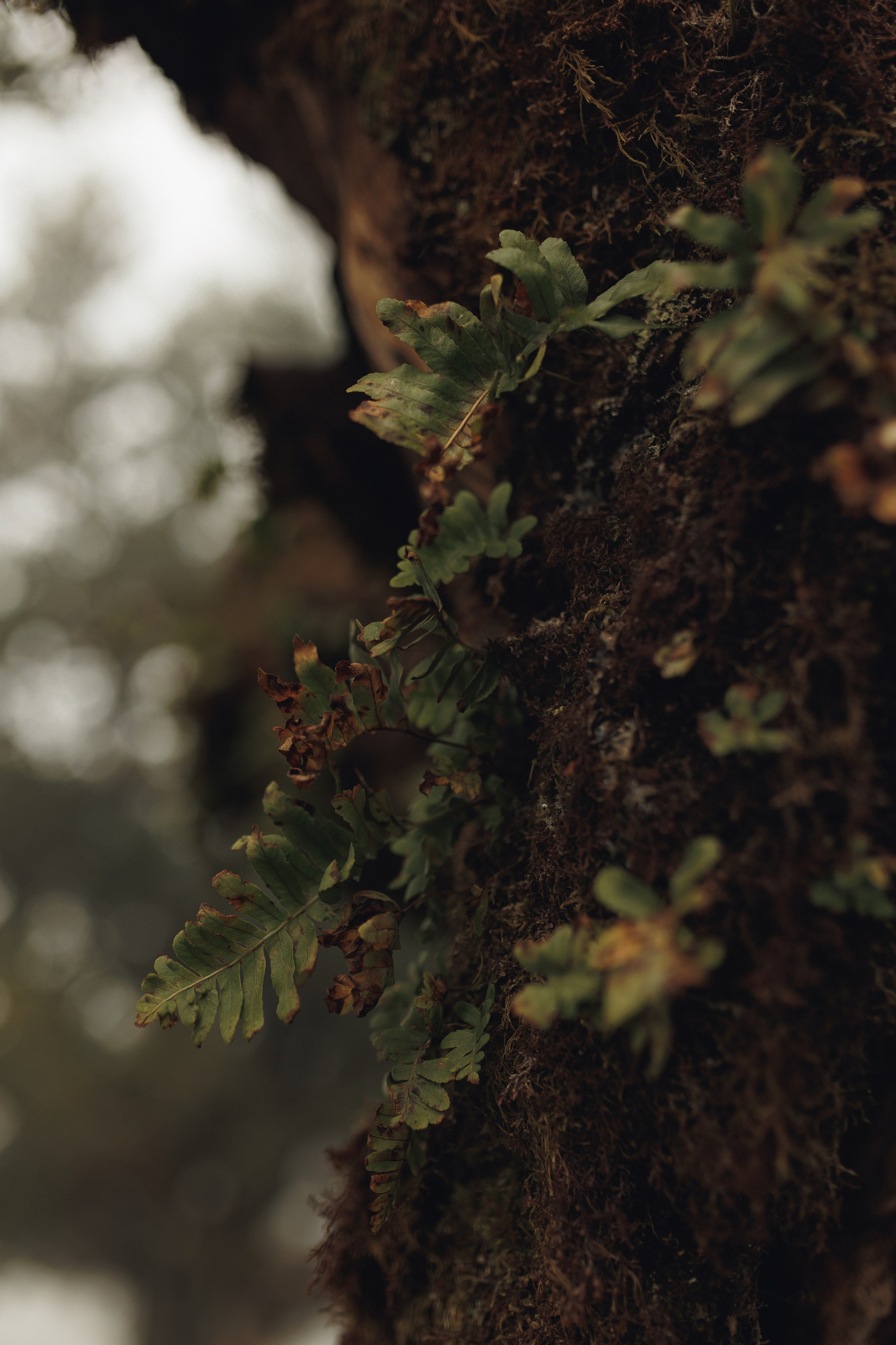 Elopement in Madeira | Mystical Forest of Fanal. Wedding photographer and videographer based in Timisoara, Romania