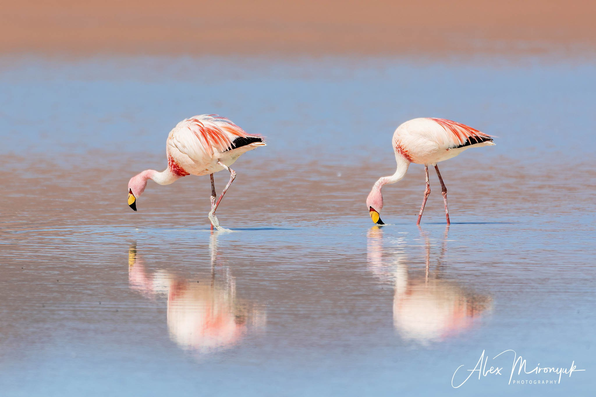 Bolivia Adventure — 2025. Pet, Senior, Landscape, portrait studio, photographer in Miami and Sou