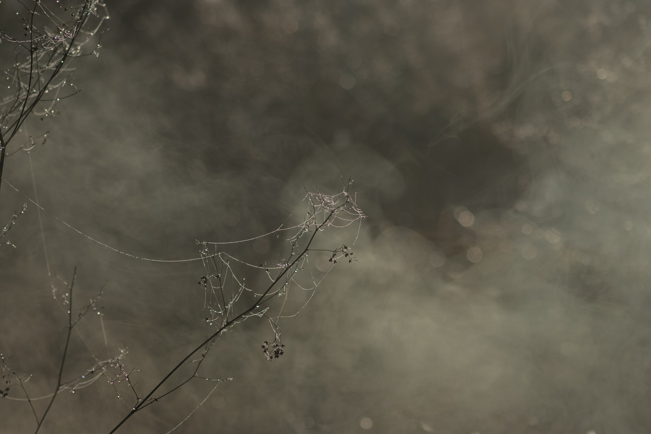 Nature. Portrait and Street photographer in Vilnius Edgar Shaipunas