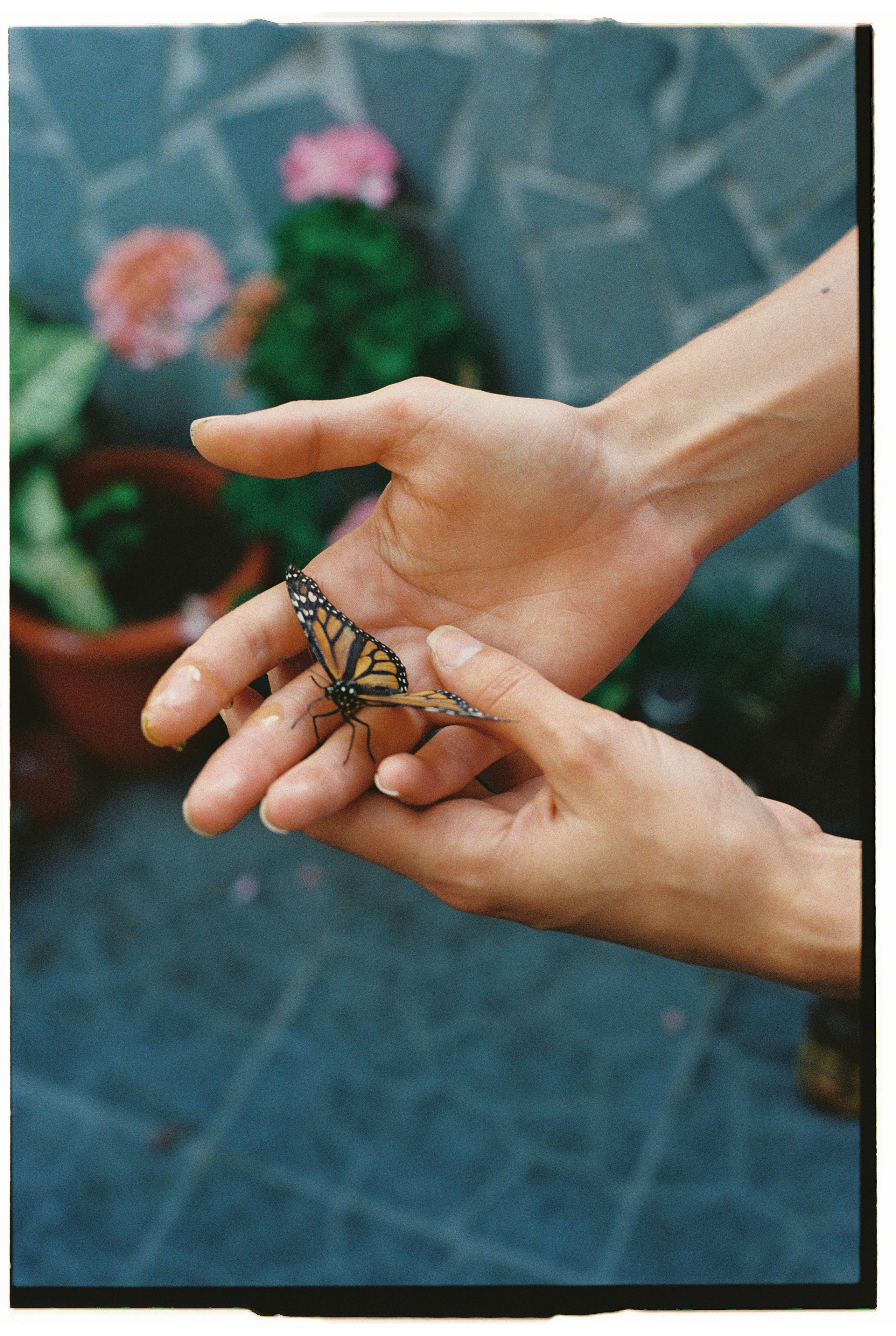 Adriana Butterfly. Portrait photographer in Madeira — Marina Shtukina