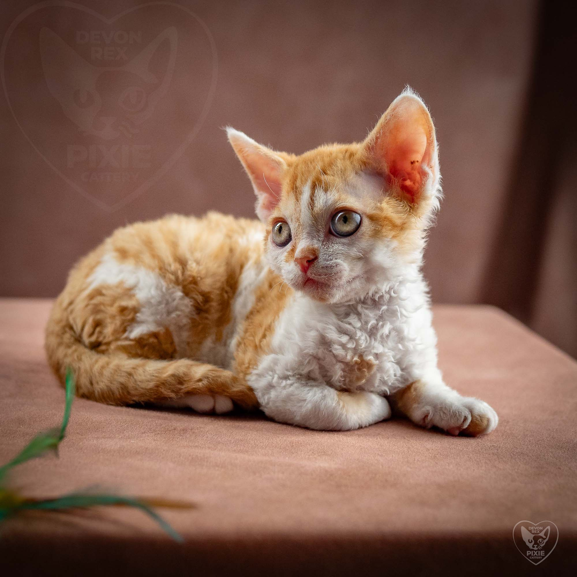 Gary,  boy, born on 01.18.25. Devon Rex Pixie Cattery