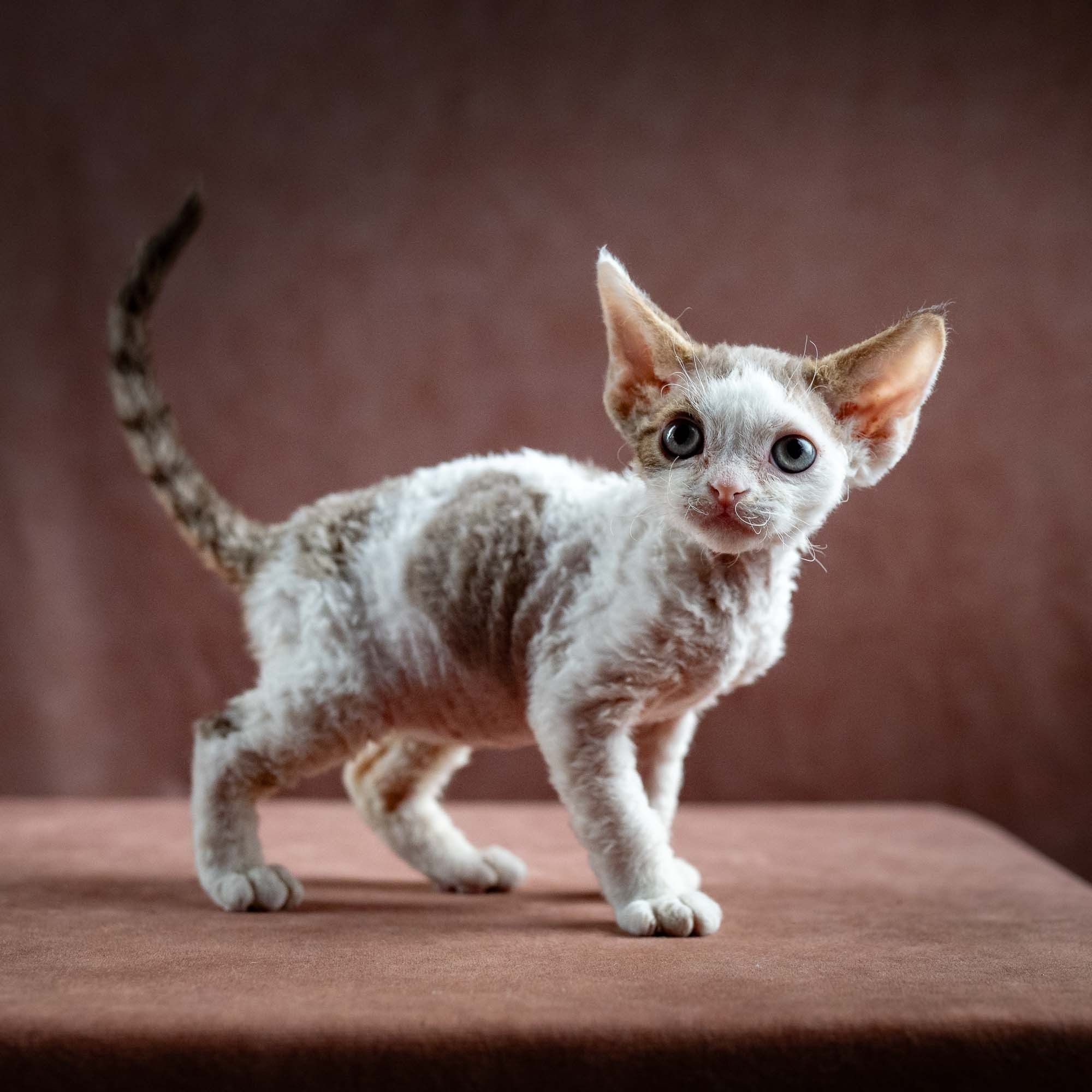 Hector,  boy, born 04.20.25. Devon Rex Pixie Cattery