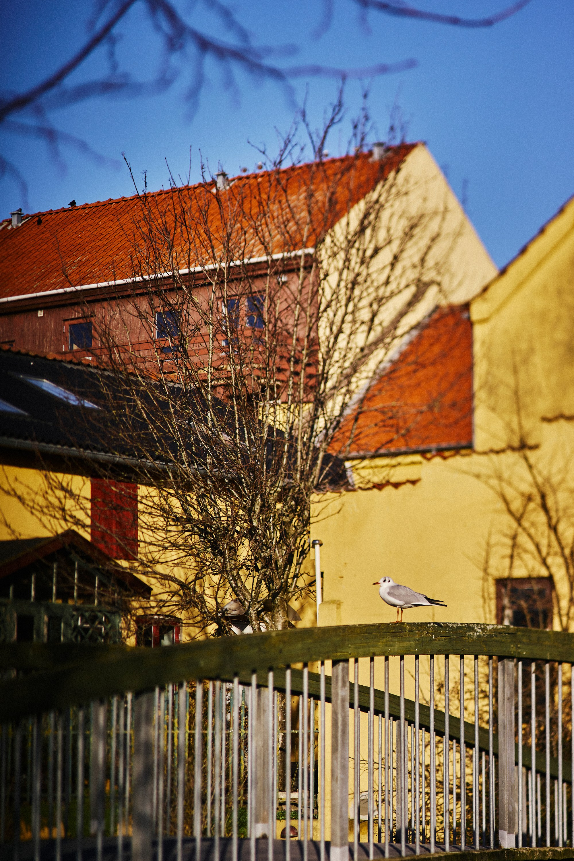 Frederiksværk i februar. Vutitsa