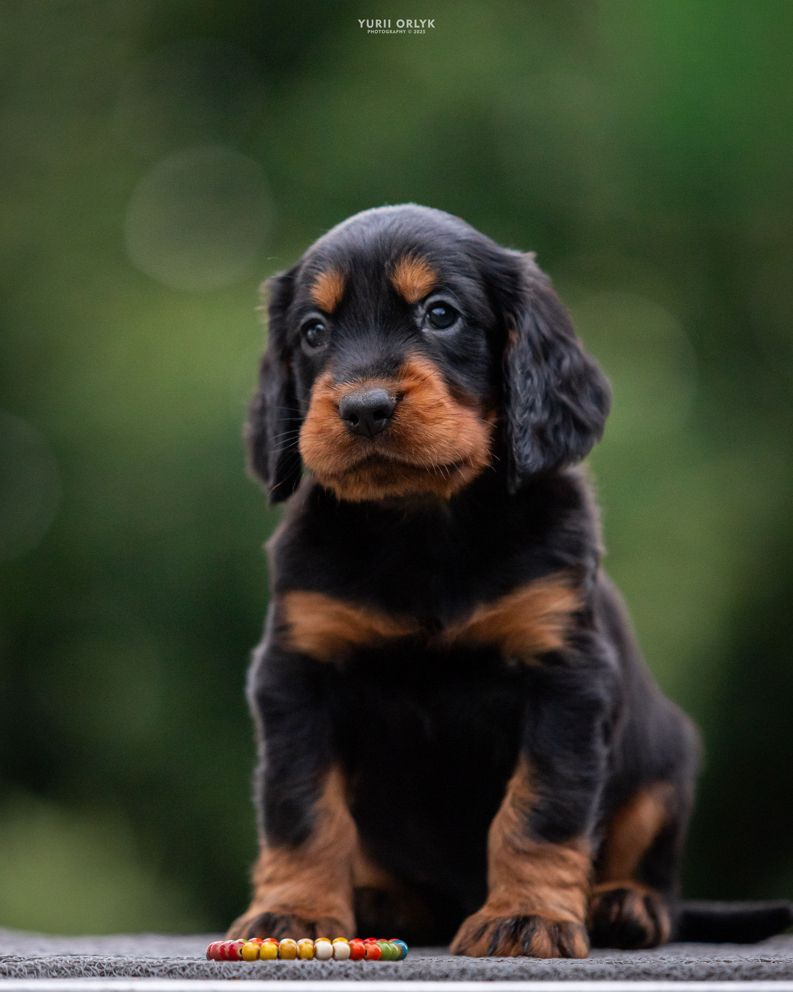 Puppies. Yurii Orlyk Photography