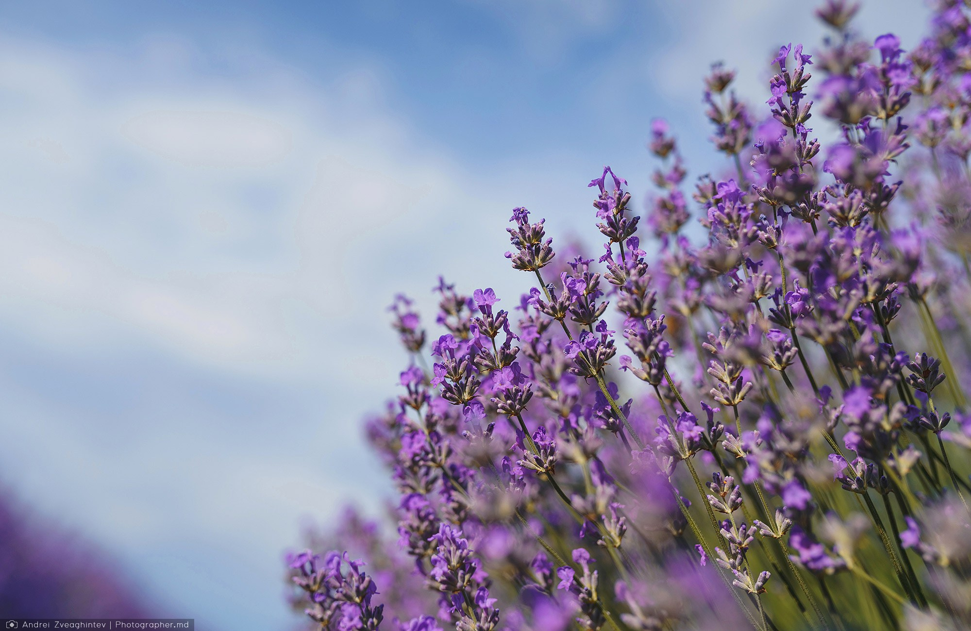 Family photosession in lavender in Moldova — family and wedding photographer Andrei Zveaghintev. Wedding and family photographer in Moldova, Chisinau— Andrei Zveaghintev