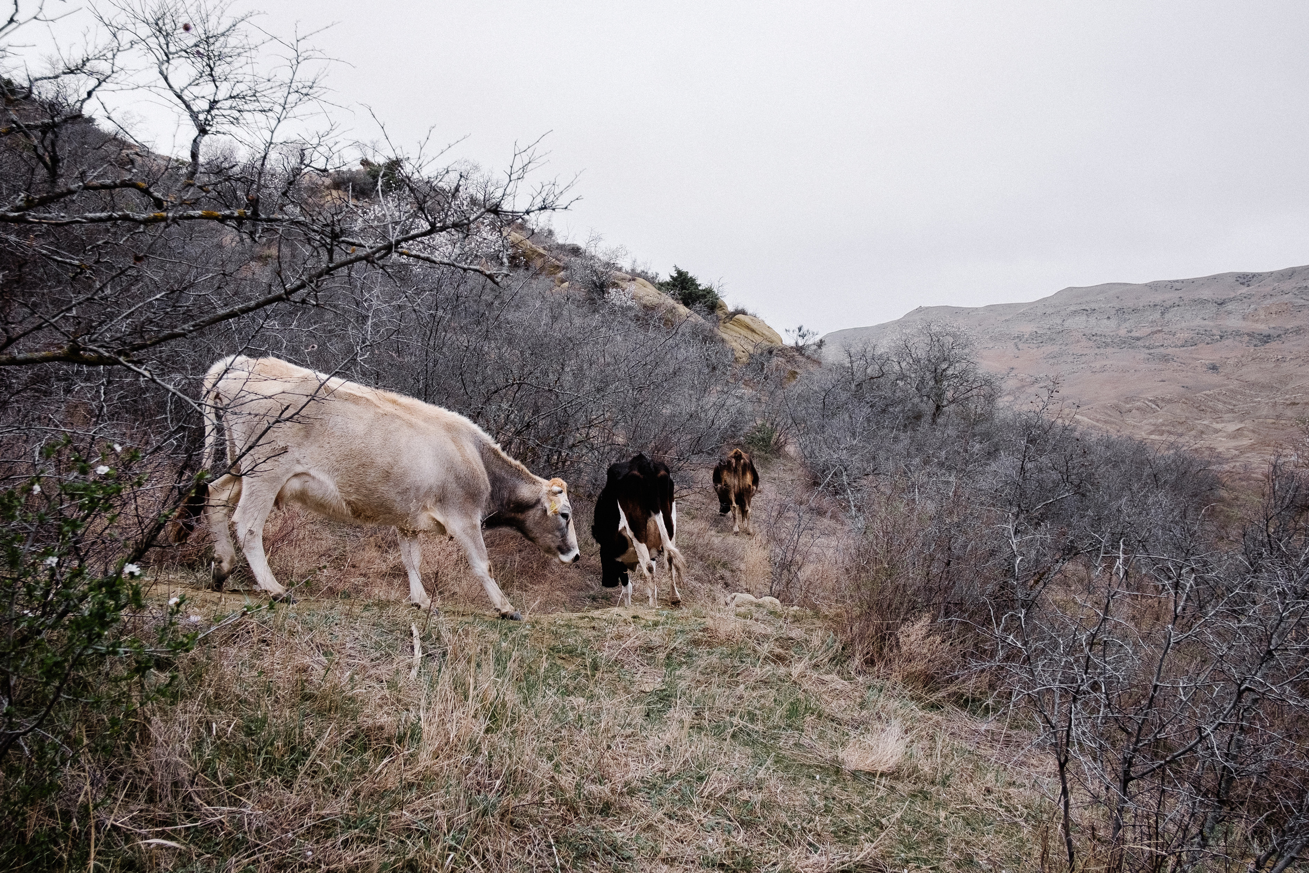 Монастырь Давид Гареджа. Фотограф в Тбилиси. Портрет, репортаж, эвент. Геннадий Демченко