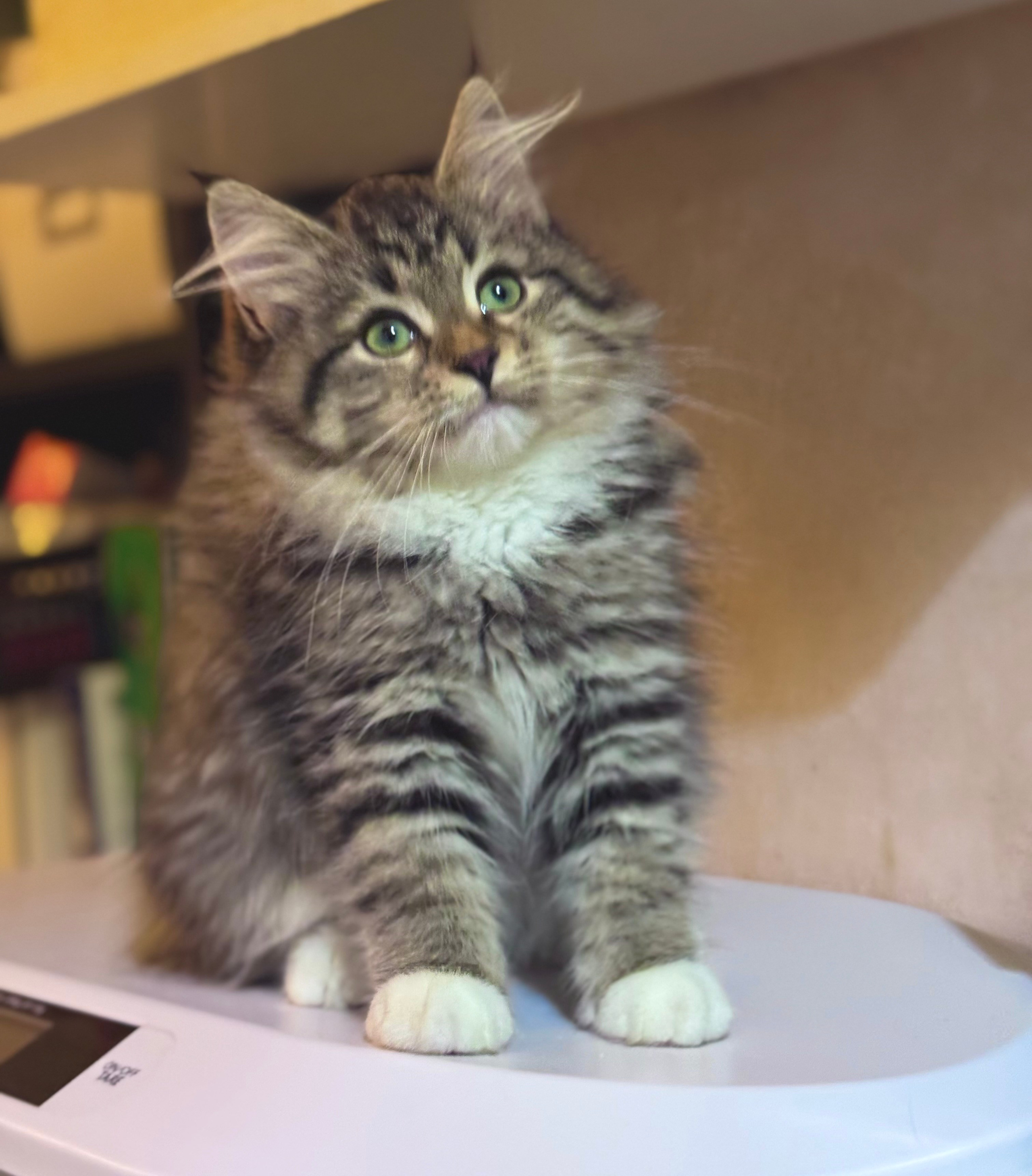 LEMON GREEN SIBERIANS LITTER OTMA