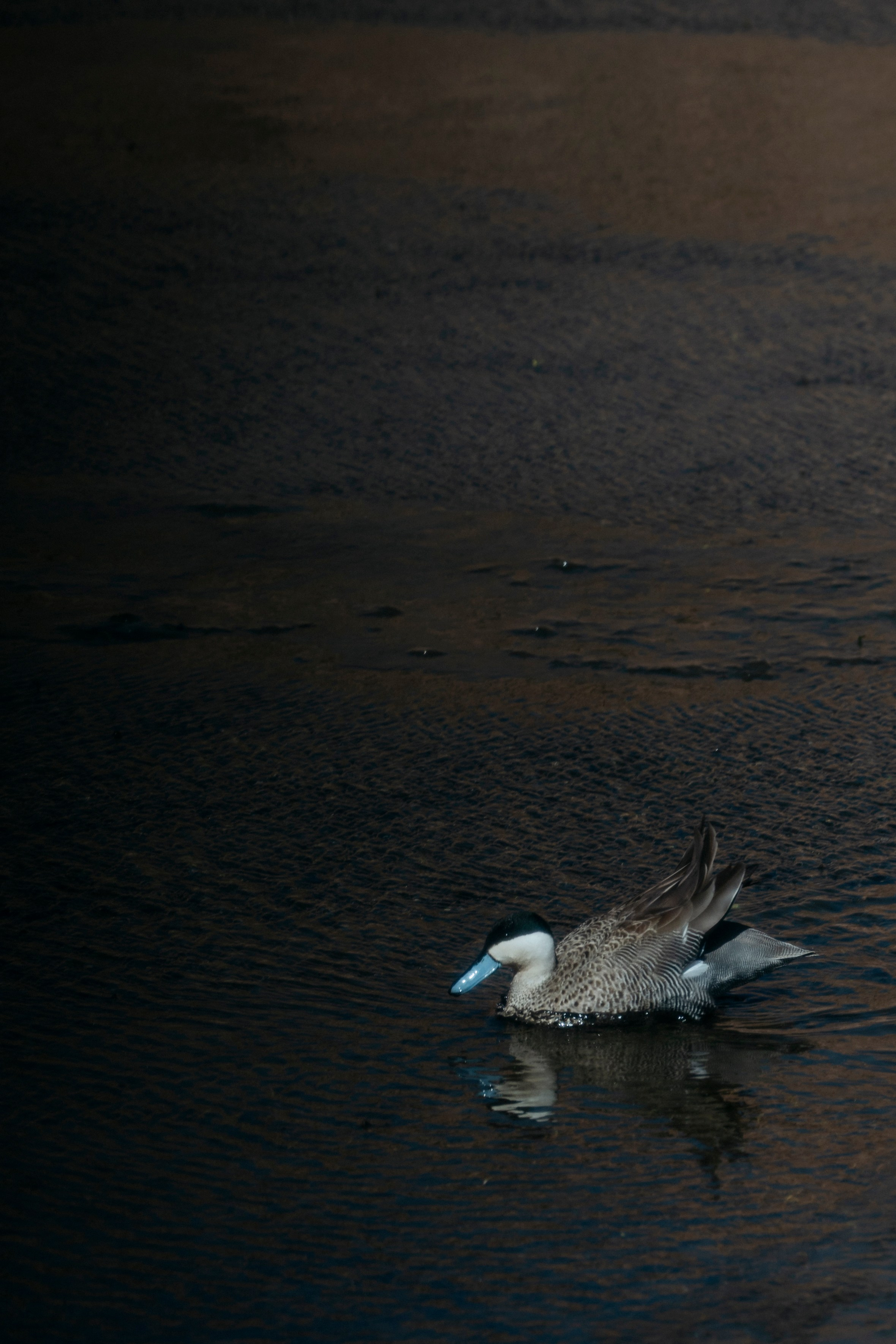Geyser El Tatio (cobertura en tour privado). Principal