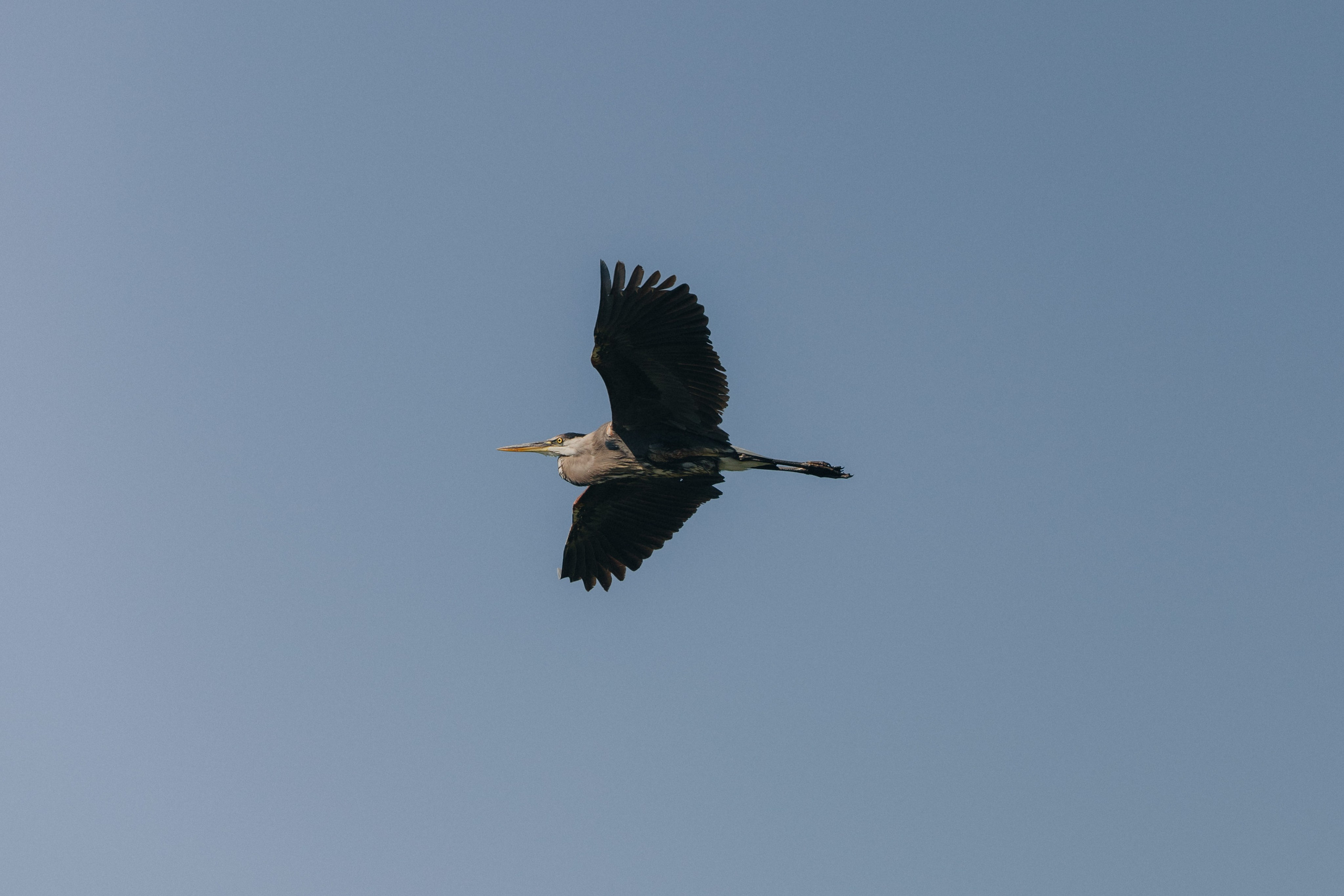 Coleman & Erenia Wedding in Napa | Georgy Shishkin Photography. Portland & Seattle Wedding, Elopement & Engagement Photographer | Georgy Shishkin