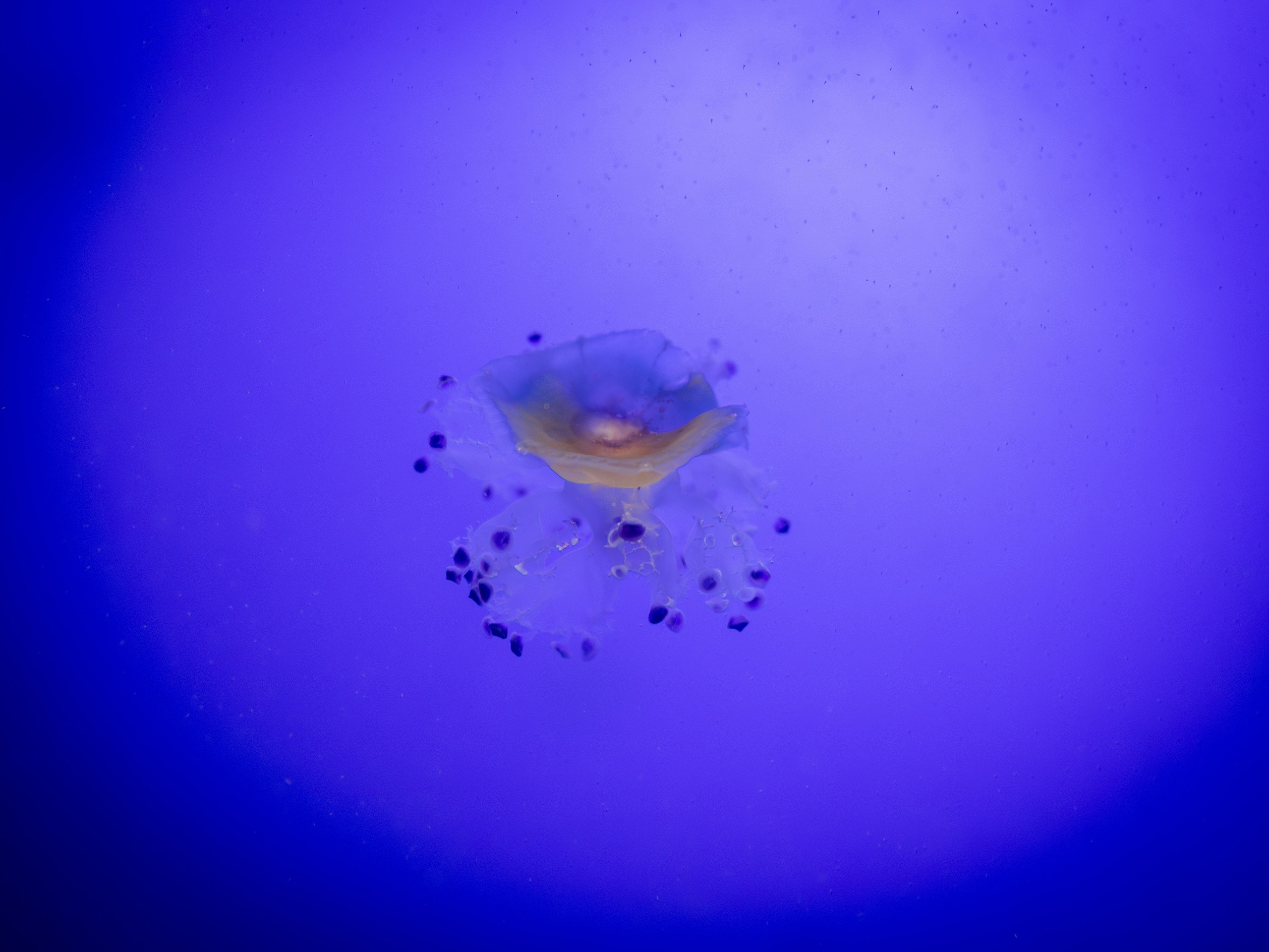 Dažādas fotogrāfijas. Sajūtu un mirkļu fotogrāfs no Rīgas, Mārtiņš Babris