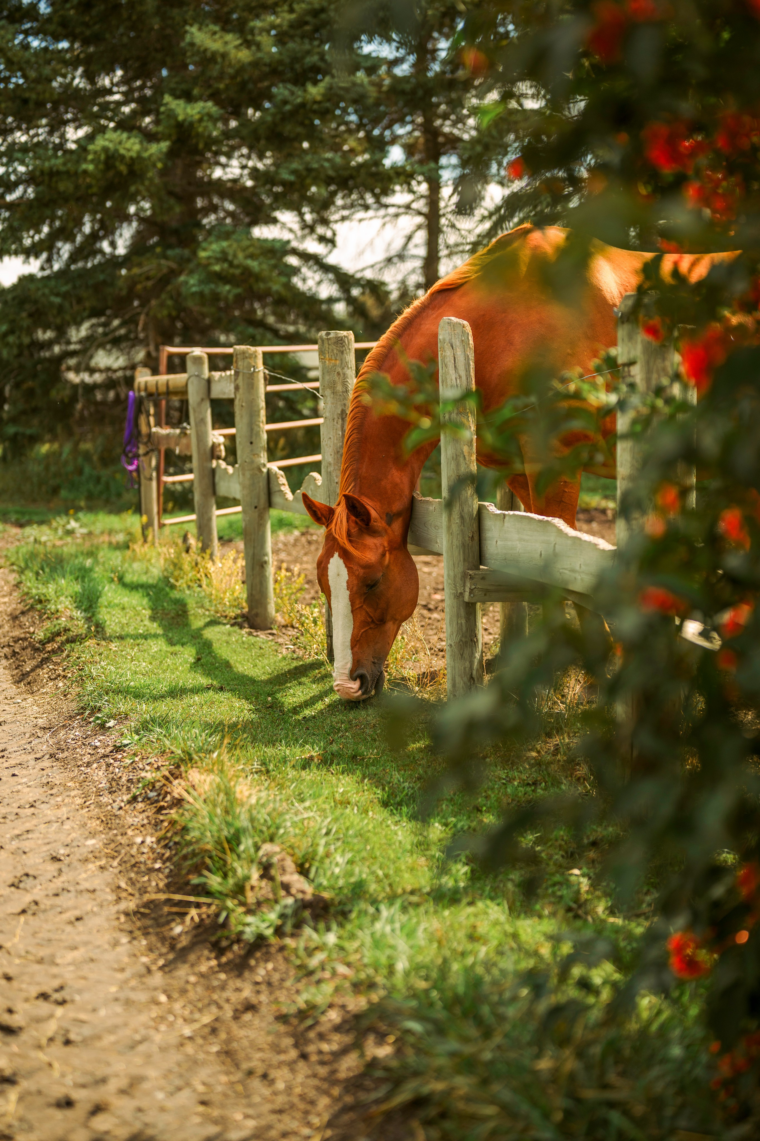 Sophia: Horse lovers. MY Photography