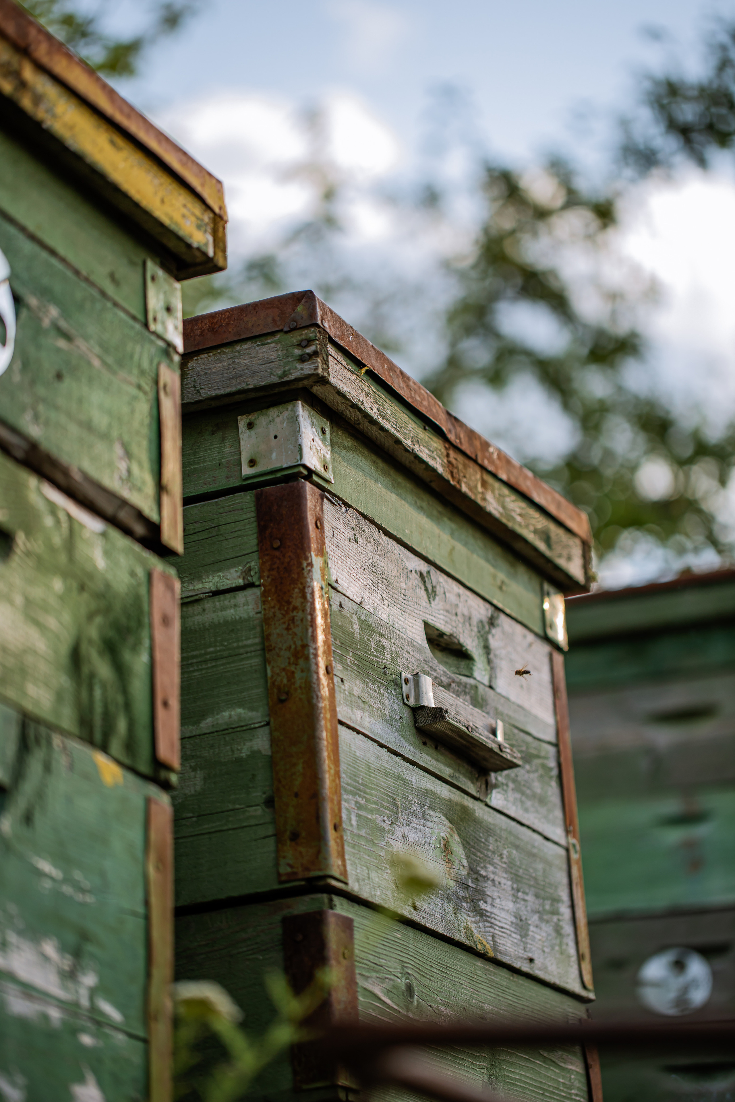 Miere „HoneyTiger”. Fotograf și Videograf | Chișinău, Moldova