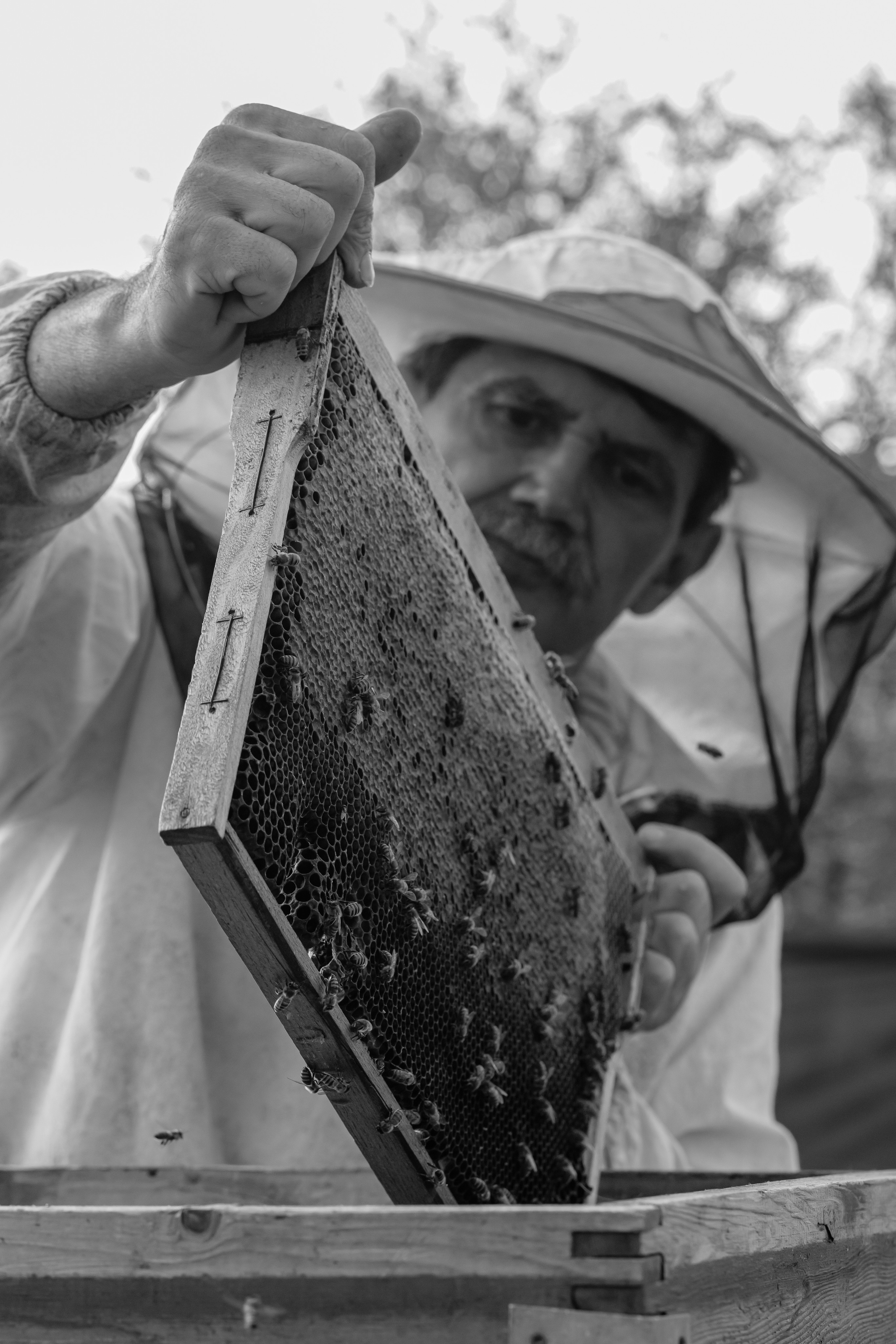 Miere „HoneyTiger”. Fotograf și Videograf | Chișinău, Moldova