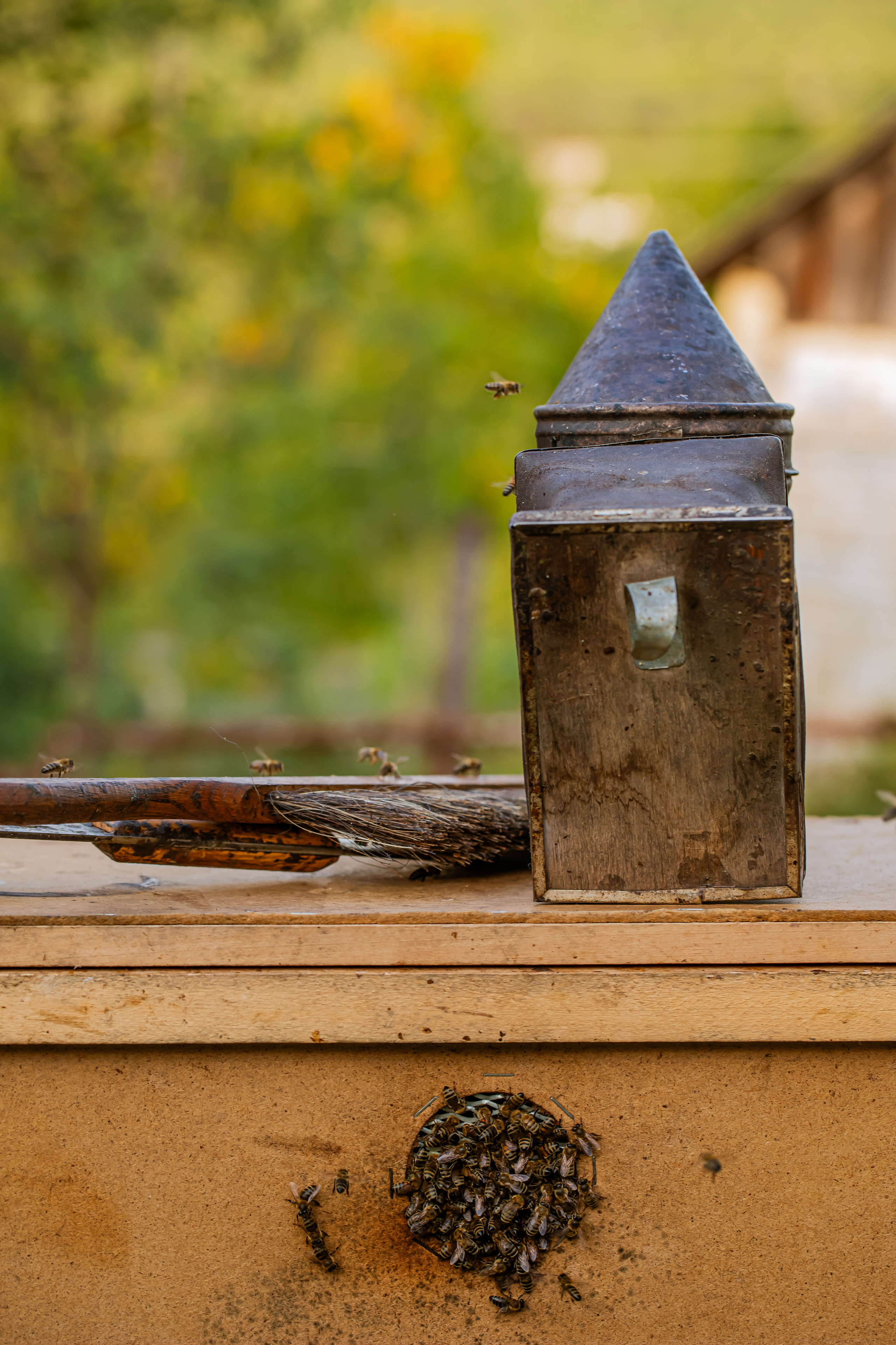 Miere „HoneyTiger”. Fotograf și Videograf | Chișinău, Moldova