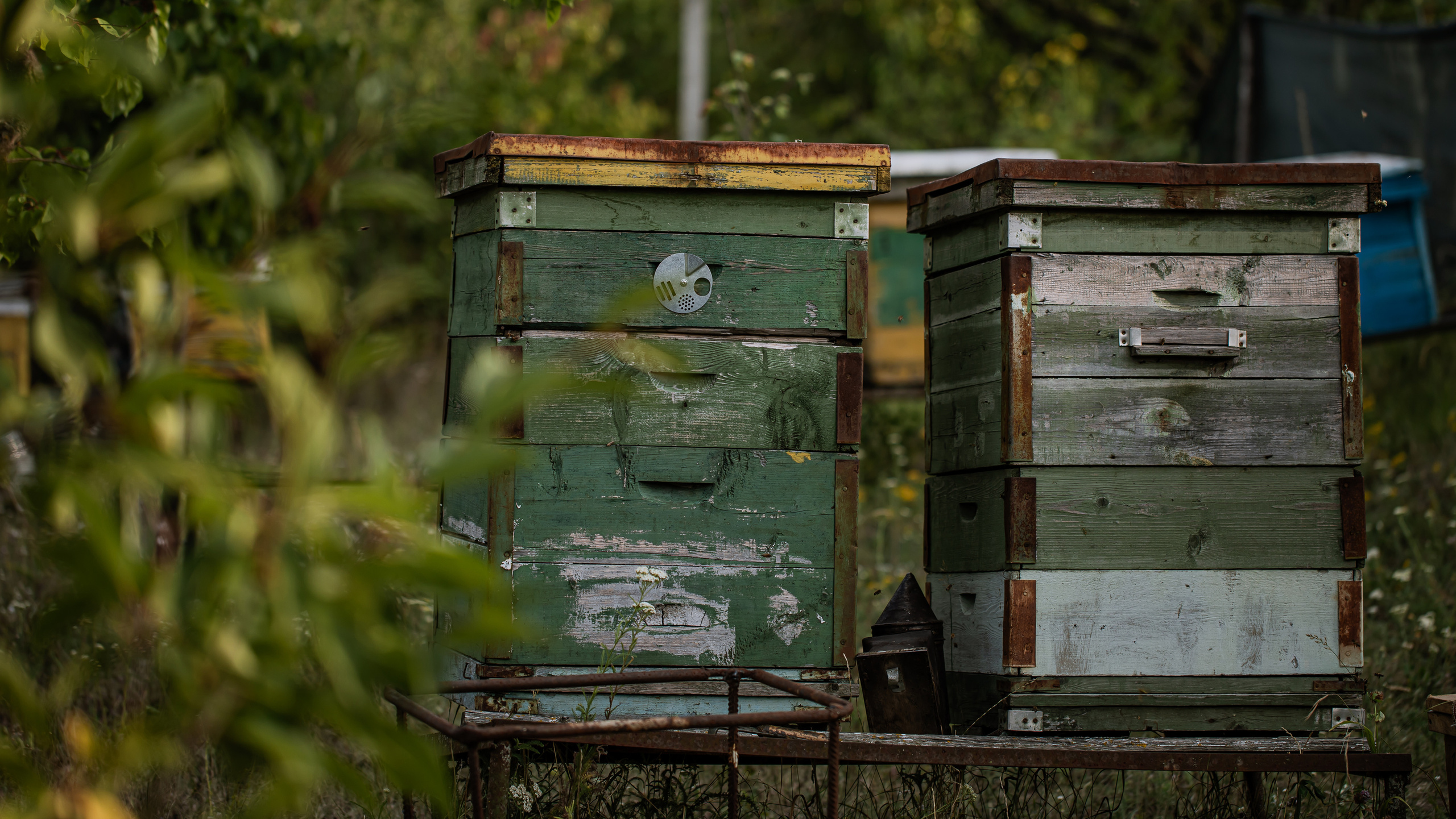 Miere „HoneyTiger”. Fotograf și Videograf | Chișinău, Moldova