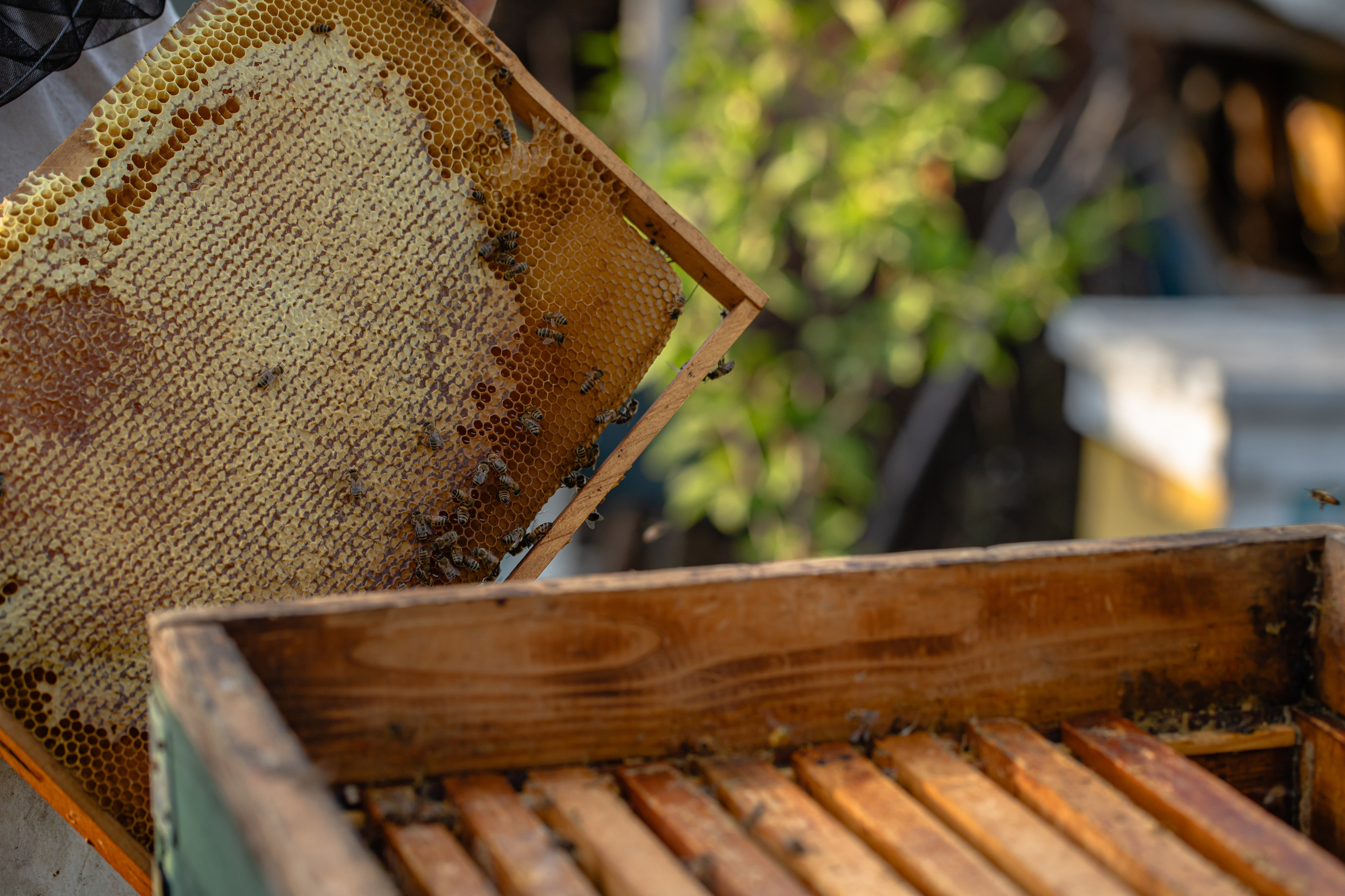 Miere „HoneyTiger”. Fotograf și Videograf | Chișinău, Moldova