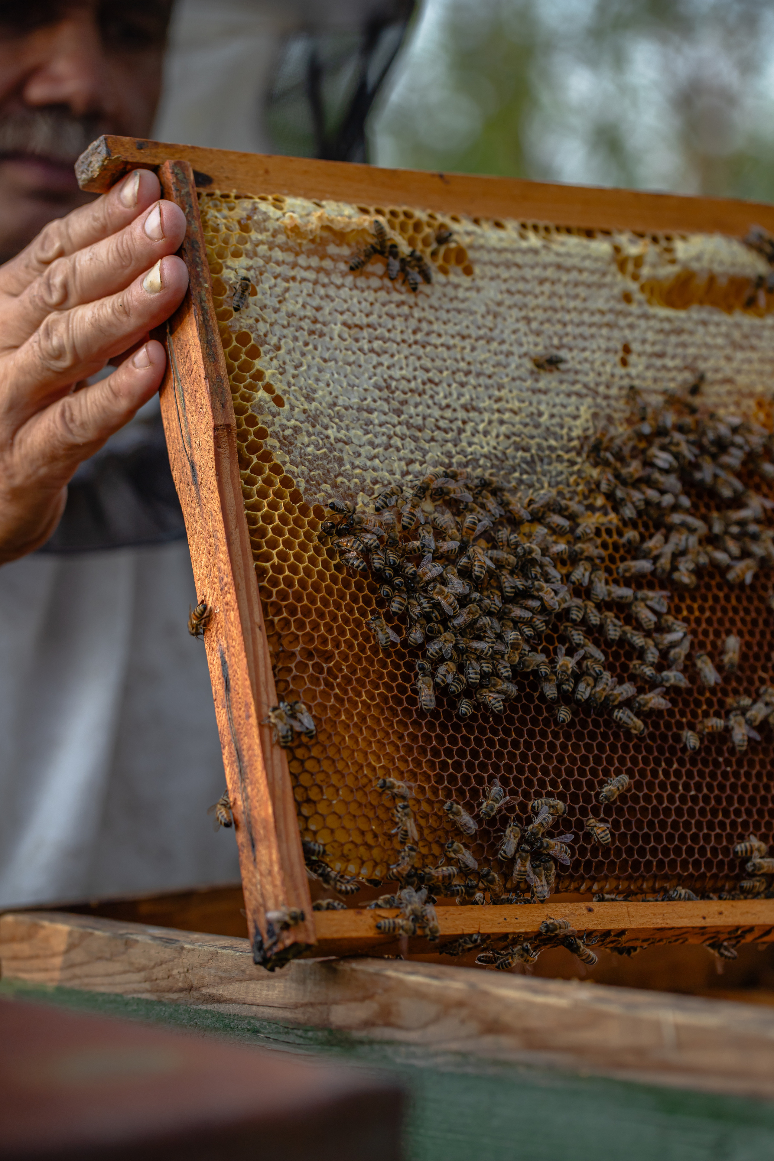 Miere „HoneyTiger”. Fotograf și Videograf | Chișinău, Moldova