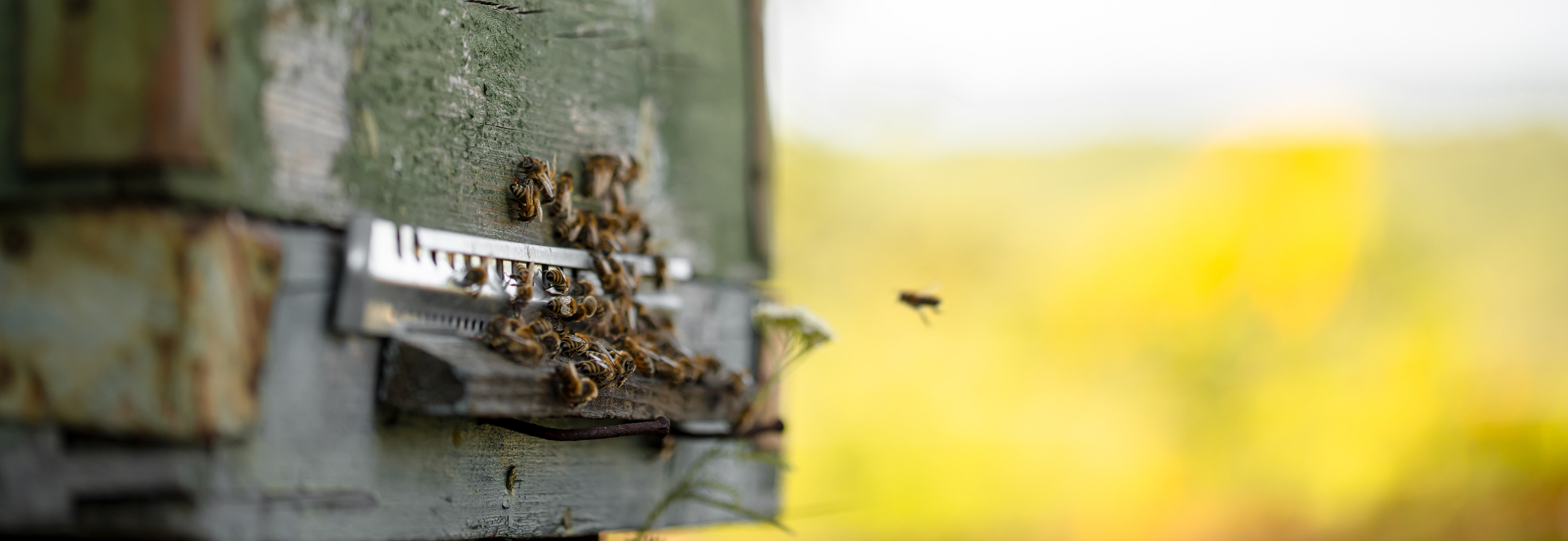 Miere „HoneyTiger”. Fotograf și Videograf | Chișinău, Moldova
