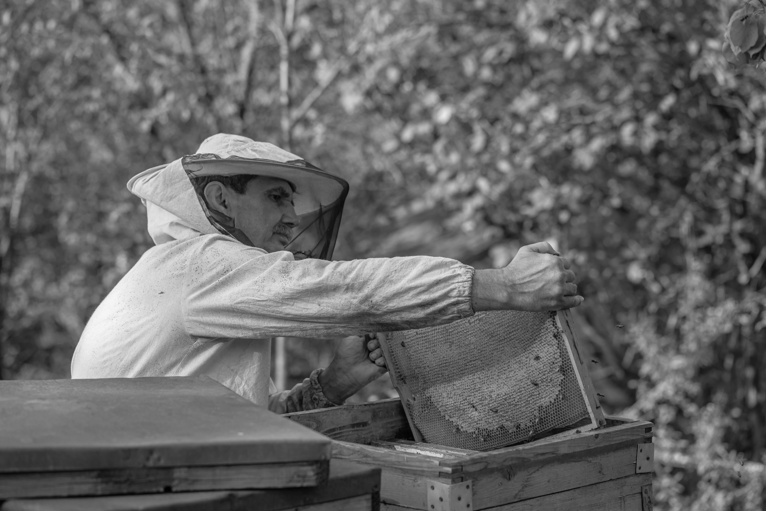 Miere „HoneyTiger”. Fotograf și Videograf | Chișinău, Moldova