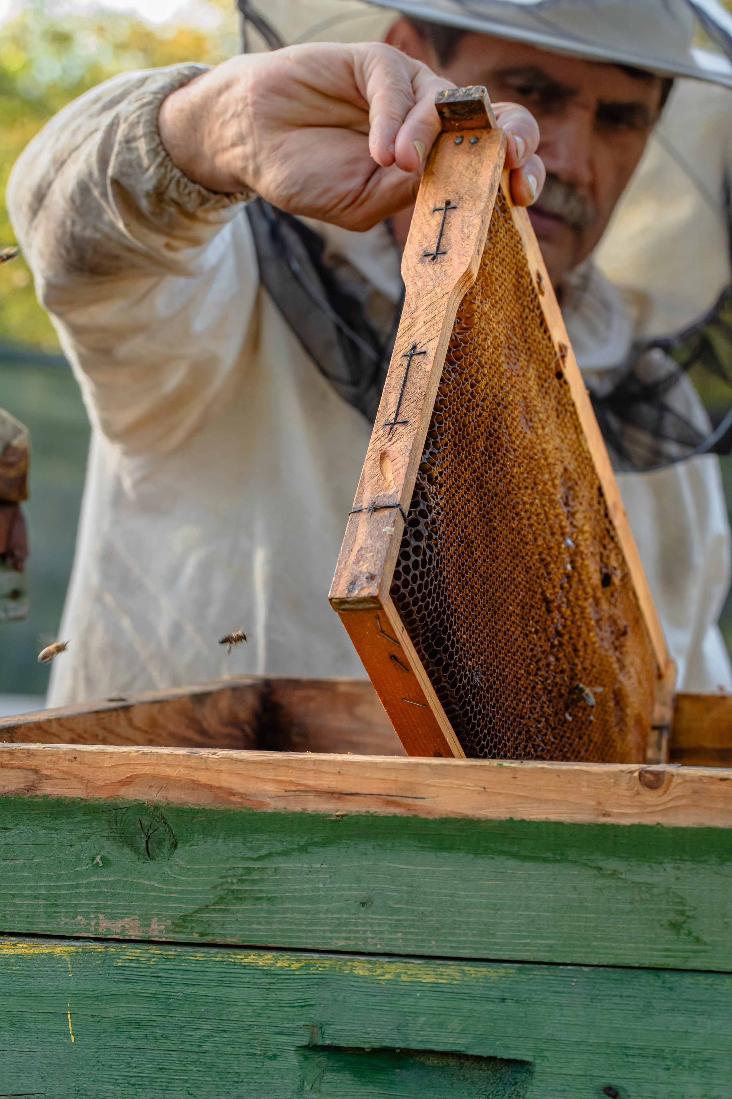 Miere „HoneyTiger”. Fotograf și Videograf | Chișinău, Moldova