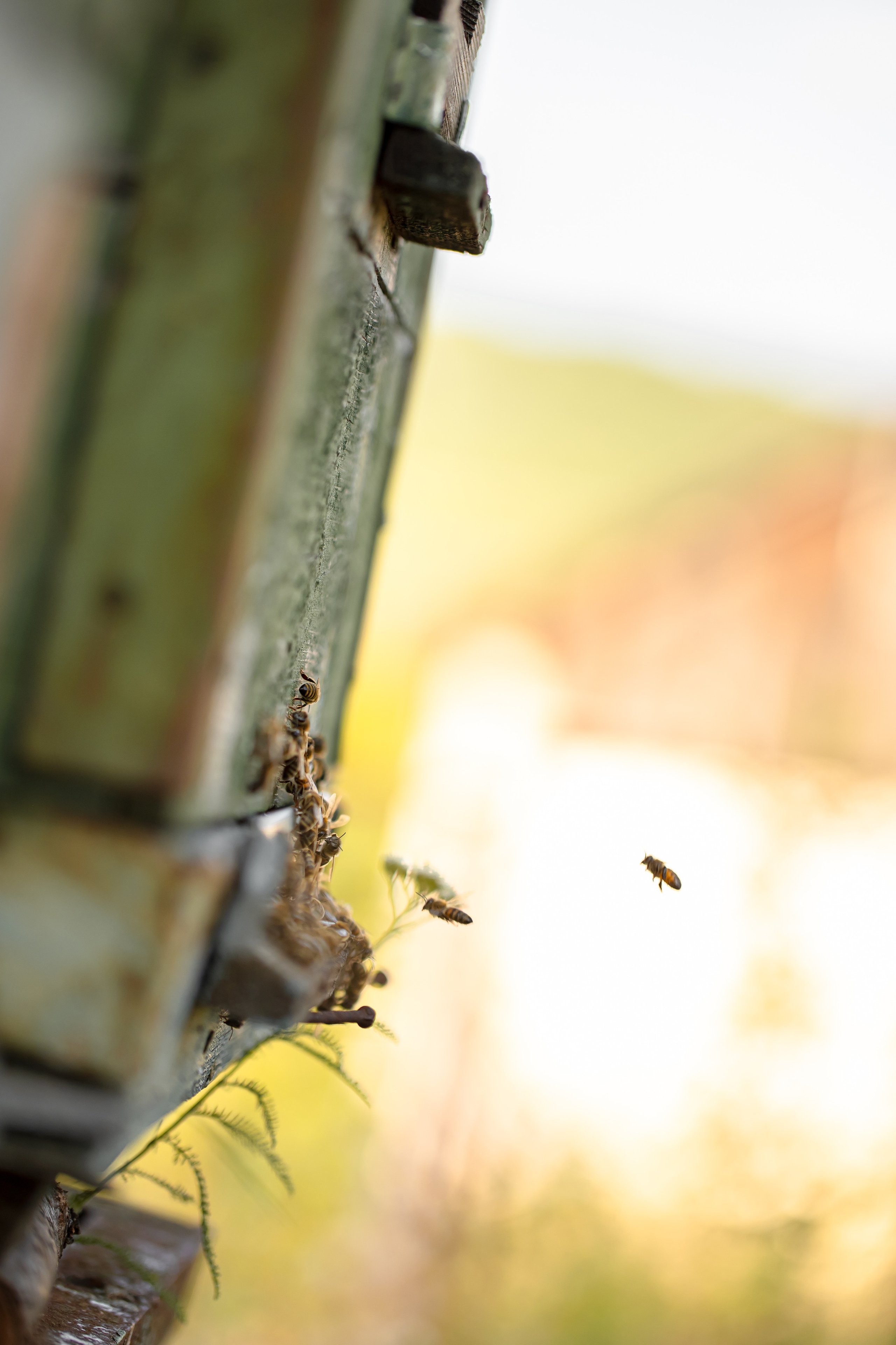 Miere „HoneyTiger”. Fotograf și Videograf | Chișinău, Moldova
