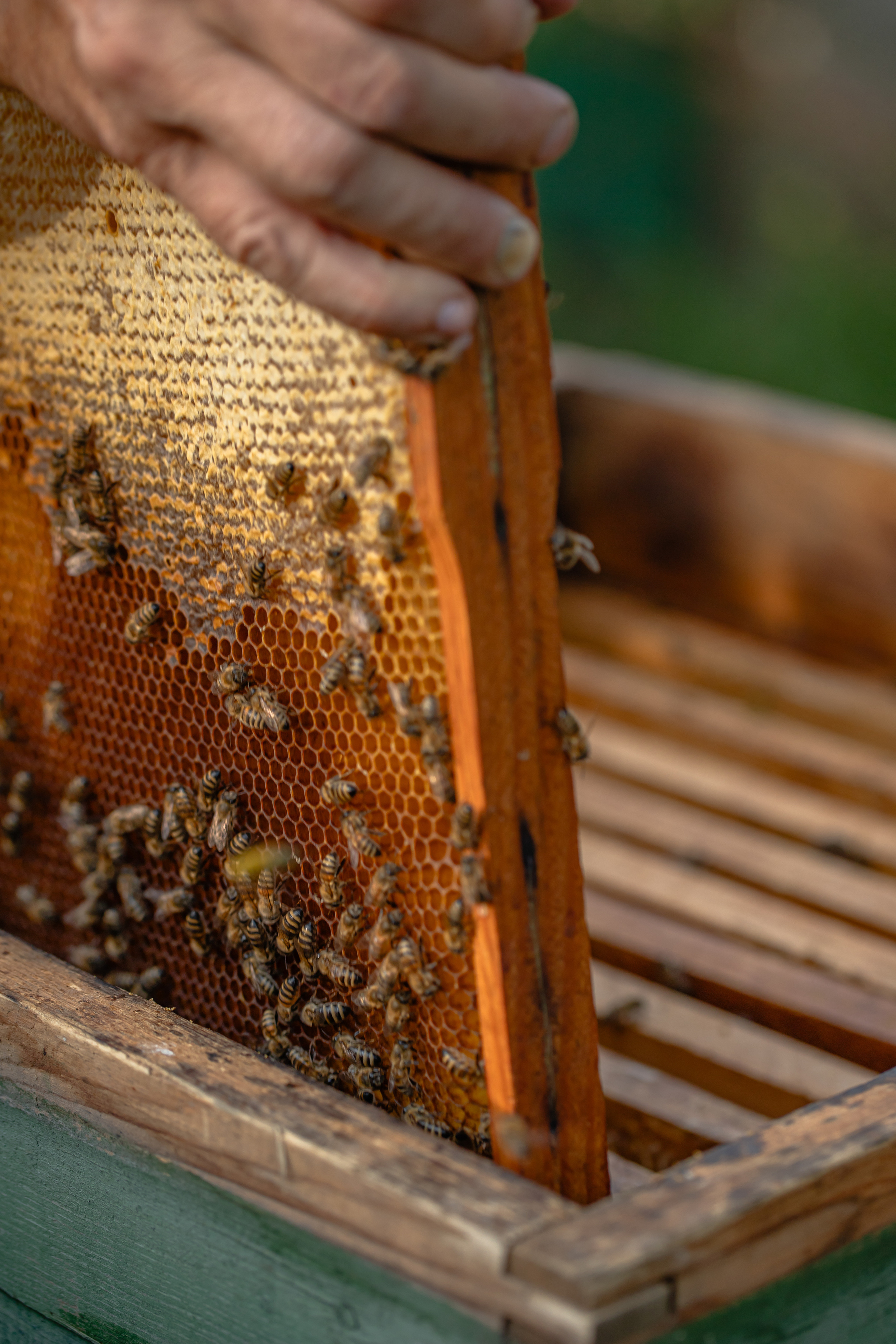 Miere „HoneyTiger”. Fotograf și Videograf | Chișinău, Moldova